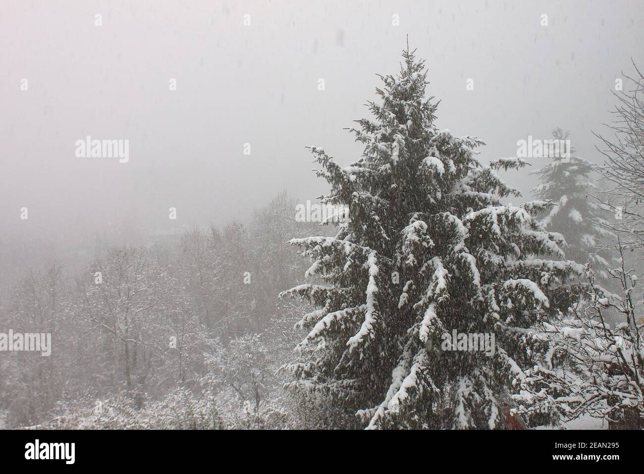 une belle chute de neige d'hiver sur un pin de montagne Banque D'Images