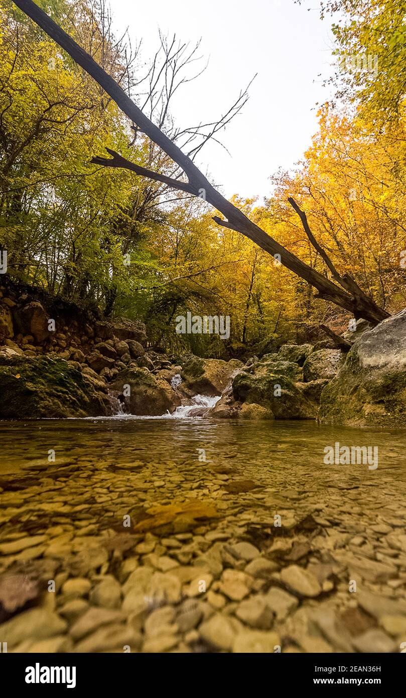 Montagne petite rivière dans la forêt avec des rapides et des chutes d'eau. Un ruisseau forestier. Banque D'Images