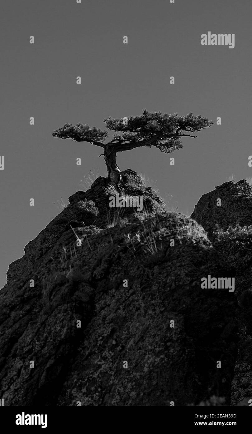 Montagnes et forêts de Crimée. Conifères et feuillus sur les collines des montagnes et des rochers Banque D'Images