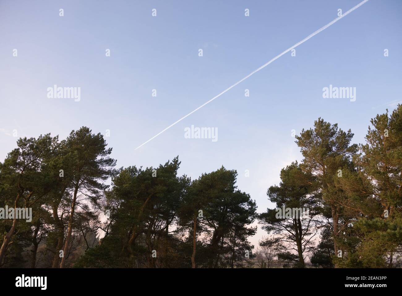 Image grand angle des contrailles, aussi appelées pistes de vapeur, qui se déplacent dans les arbres Banque D'Images