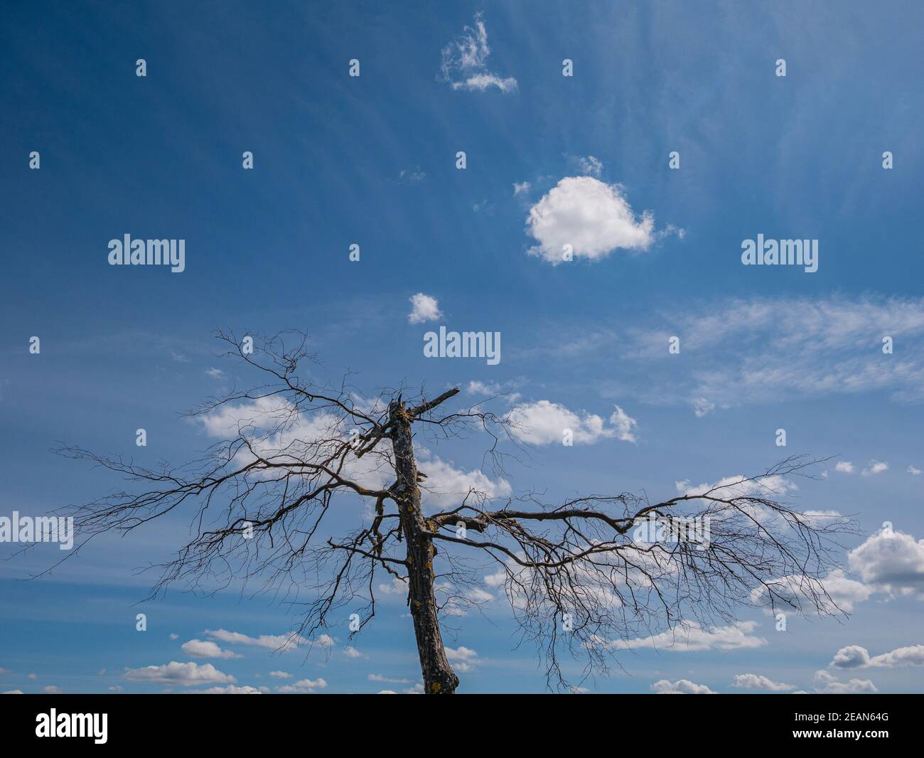 Un arbre mort avec un beau ciel en arrière-plan Banque D'Images