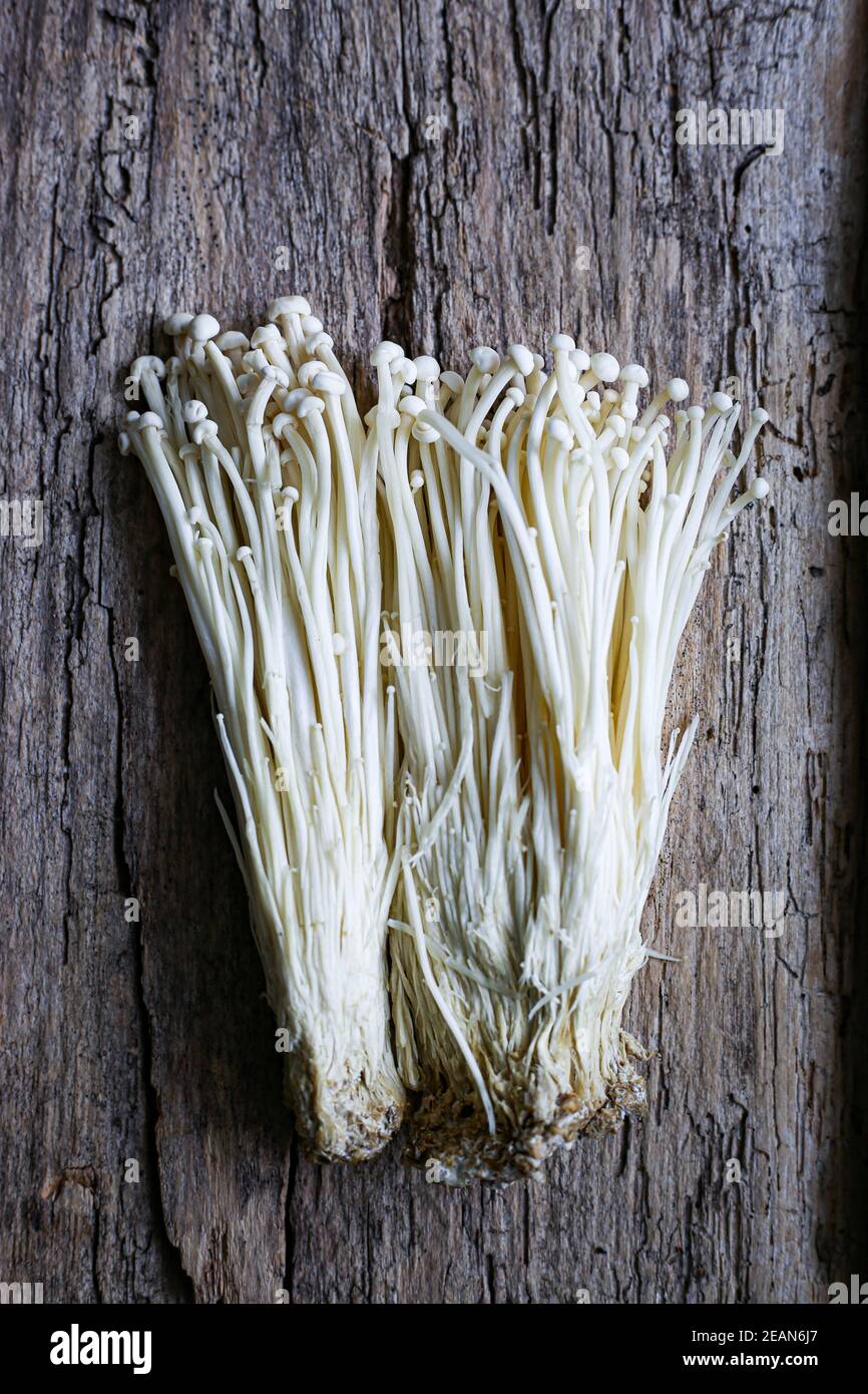 Champignons Enoki Banque D'Images