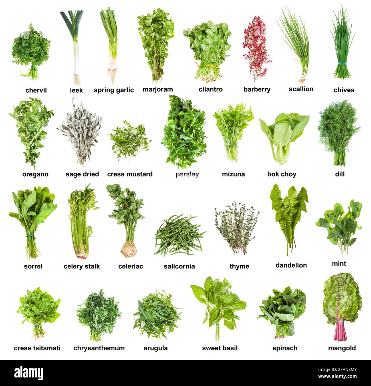 collection de différentes herbes de cuisine avec des noms Banque D'Images