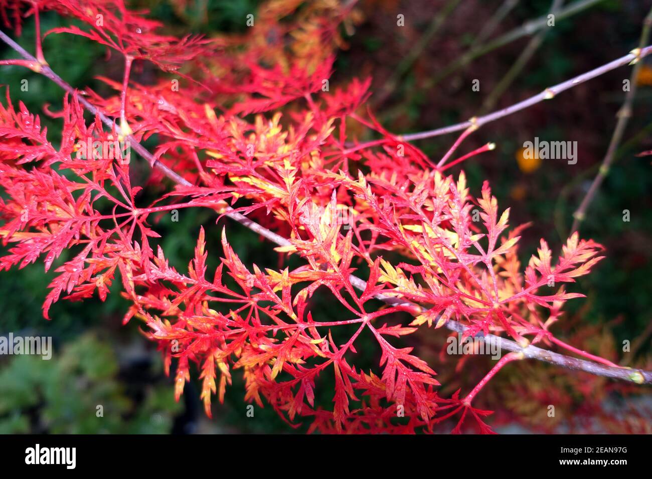 Rime sur les feuilles rouges d'automne d'un érable japonais, d'érable palmé ou d'érable japonais lisse hybride (Acer palmatum) Banque D'Images