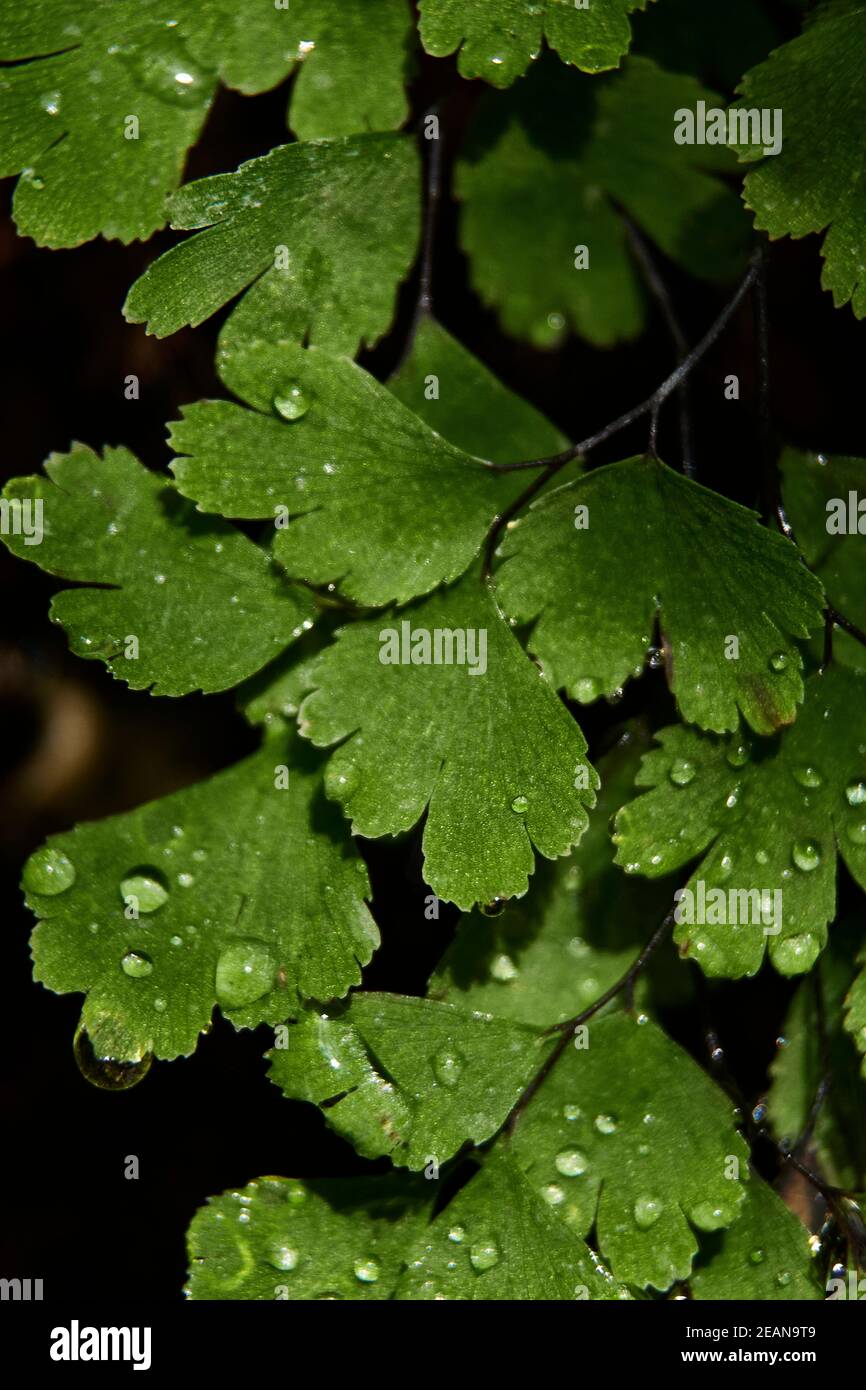 Feuilles de fougère avec de petites gouttes d'eau Banque D'Images