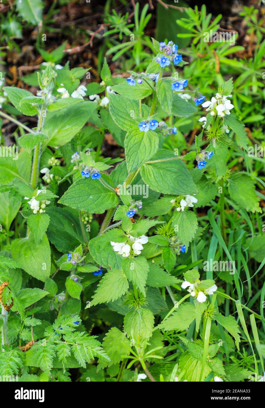 Les fleurs bleues de l'alcanet vert (Pentaglottis sempervirens) et les fleurs blanches d'un White Dead Nettle (album de Lamium), Angleterre, Royaume-Uni Banque D'Images