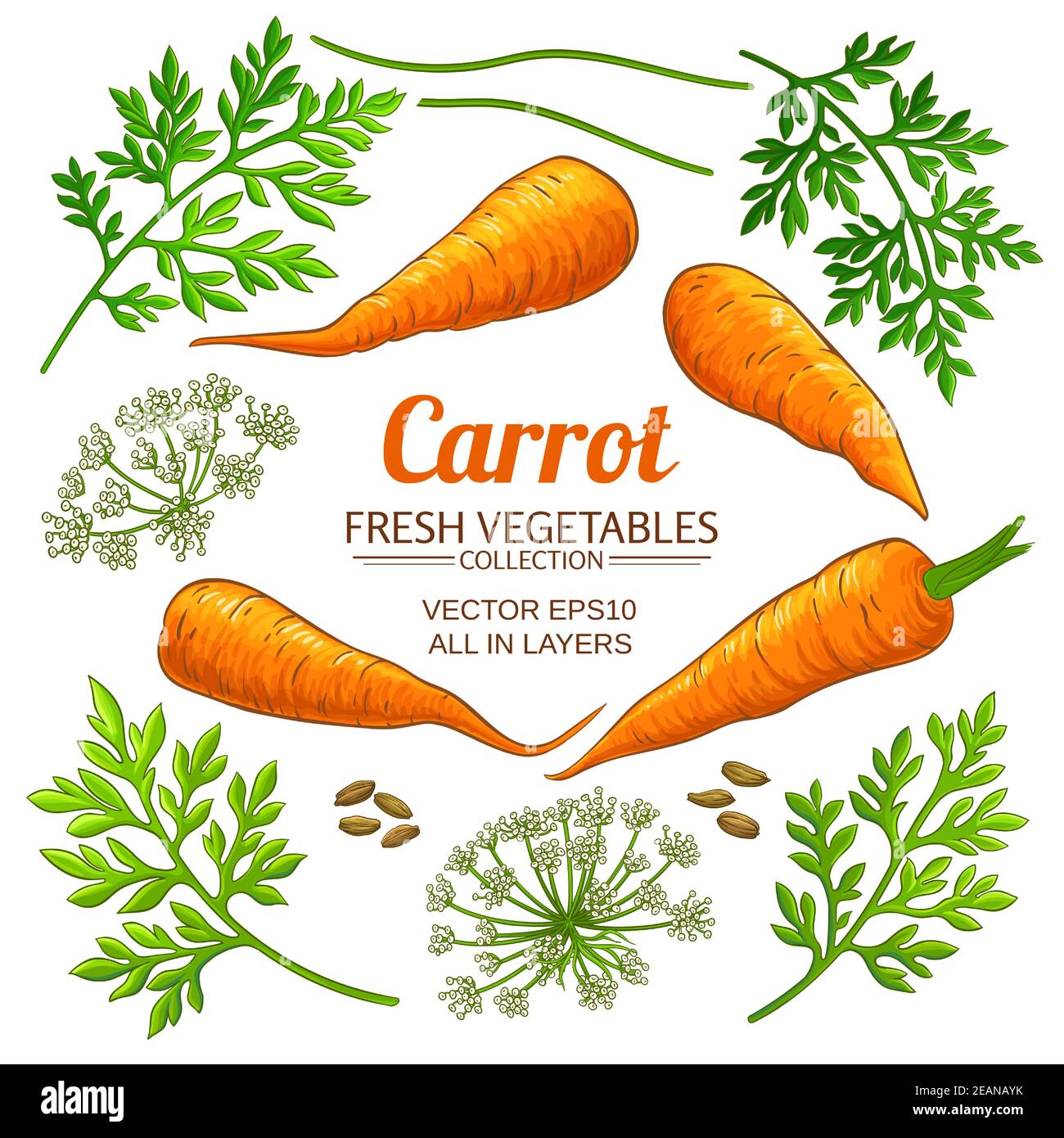 ensemble de vecteurs d'éléments de carotte Illustration de Vecteur