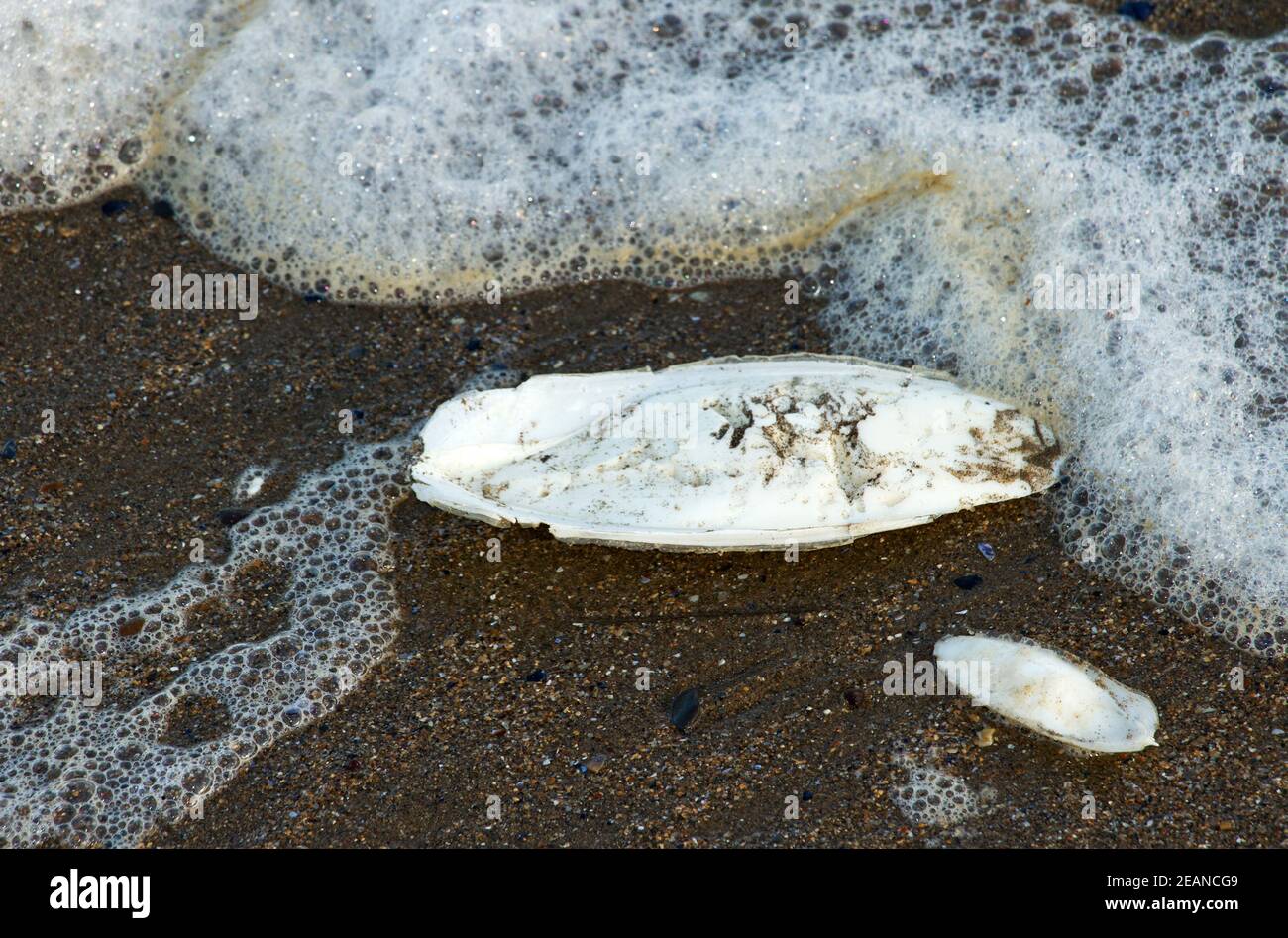 Le Cuttlebone est en fait la coquille interne d'un Cuttlefish commun, un type de mollusque céphalopode qui favorise les zones sablonneuses sous-littorales. Banque D'Images