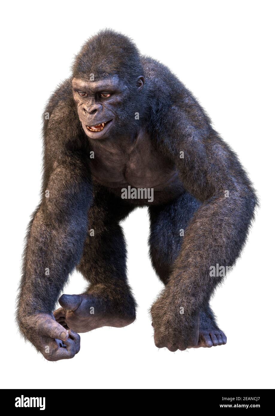 Rendu 3D Gorilla APE sur blanc Banque D'Images
