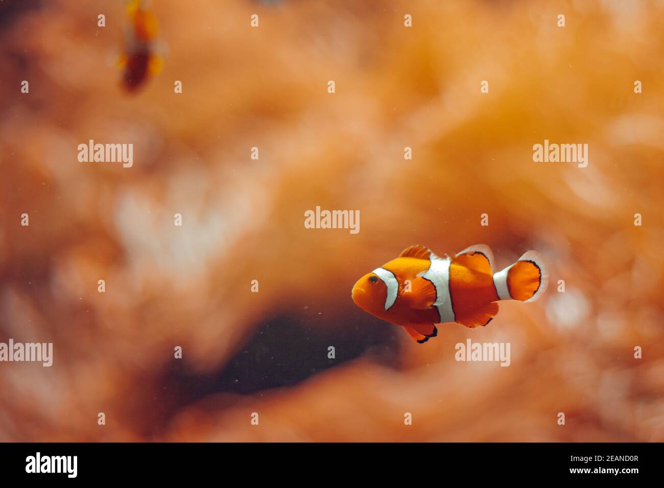 Poisson clownfish. Monde merveilleux sous-marin dans la couleur orange Banque D'Images