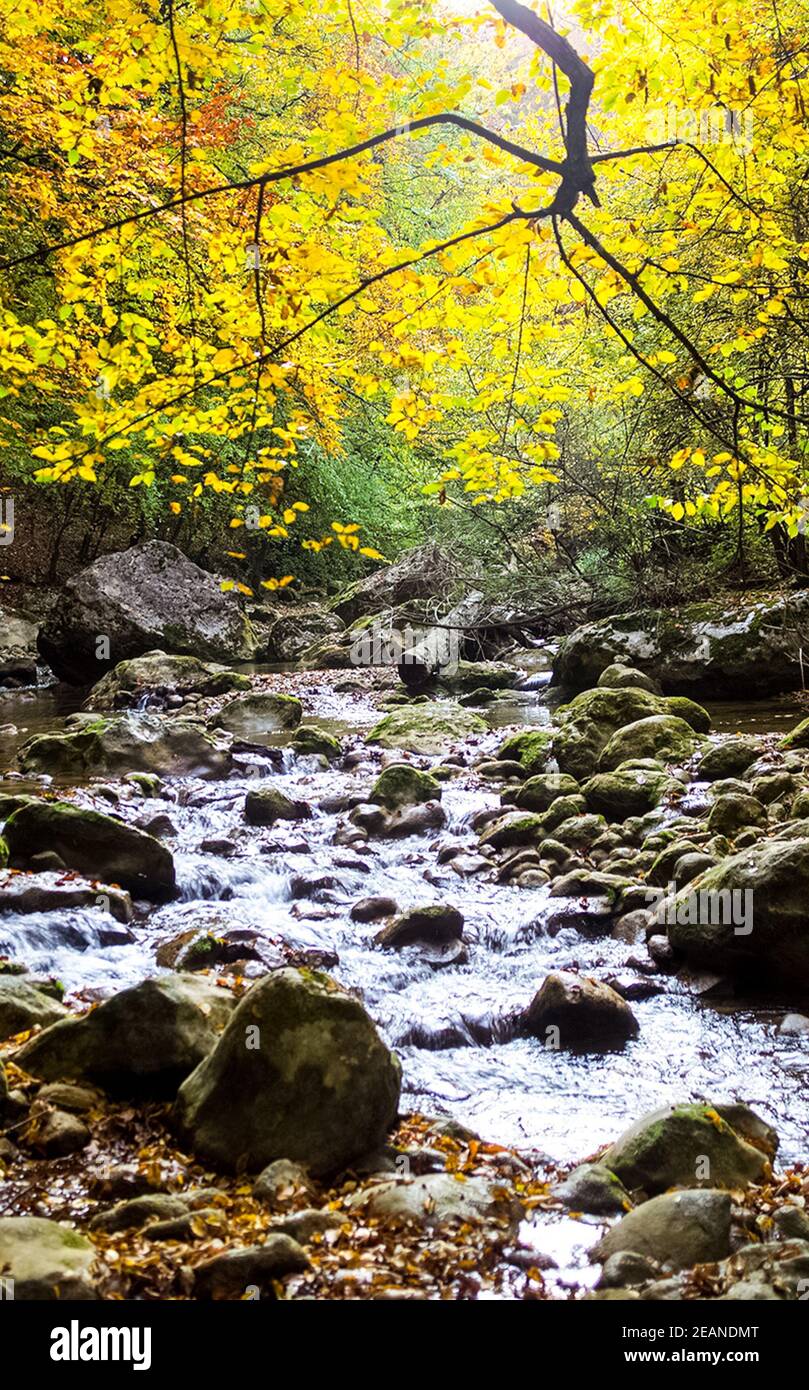 Montagne petite rivière dans la forêt avec des rapides et des chutes d'eau. Un ruisseau forestier. Banque D'Images