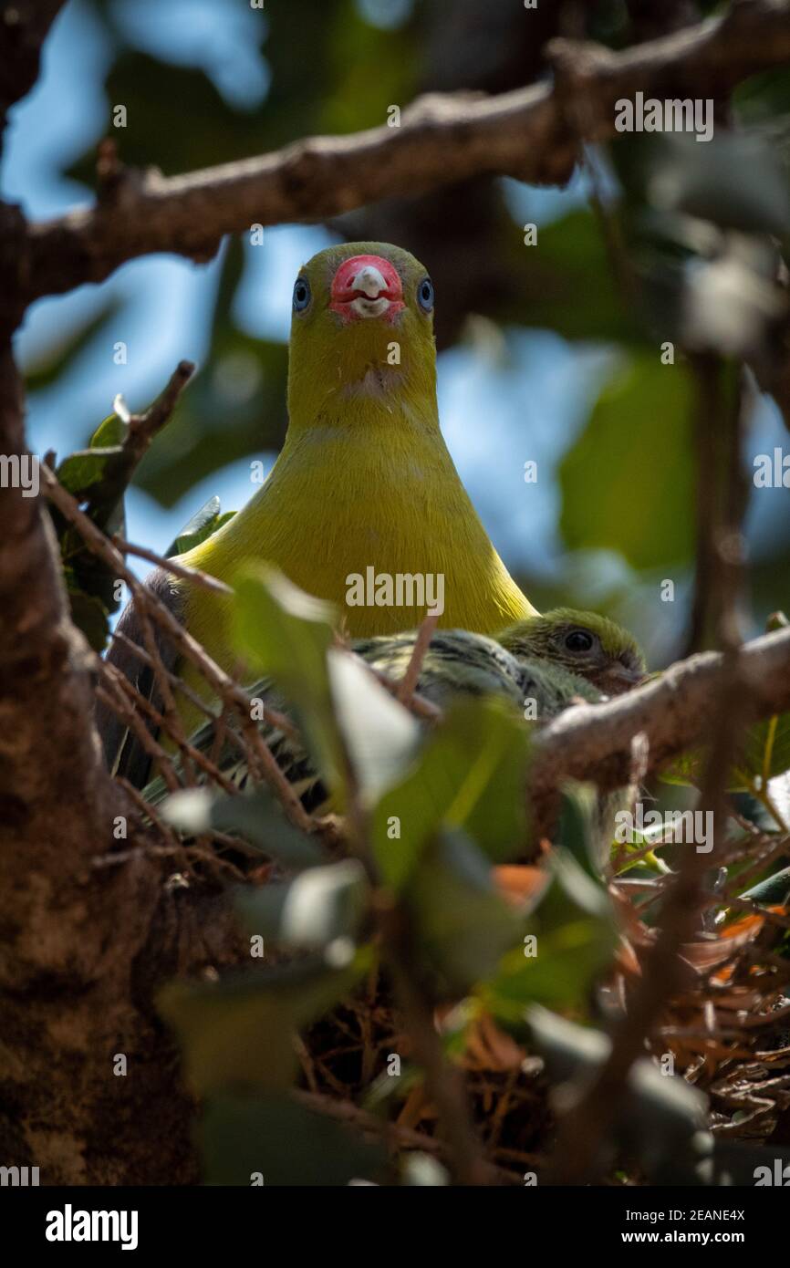 Le pigeon vert africain niche dans un arbre avec poussin Banque D'Images