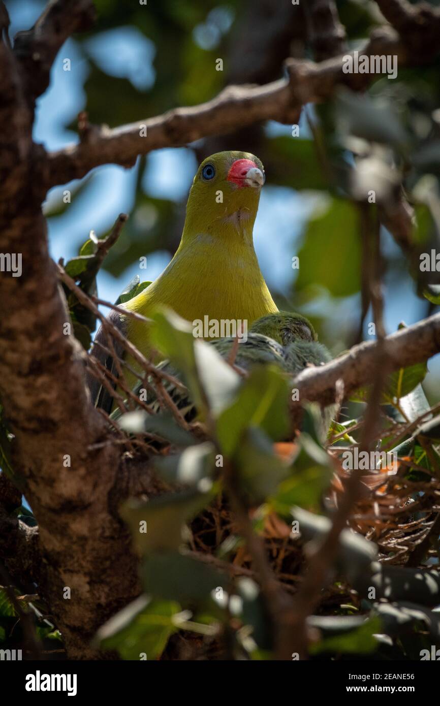 Le pigeon vert africain niche dans des branches avec poussin Banque D'Images