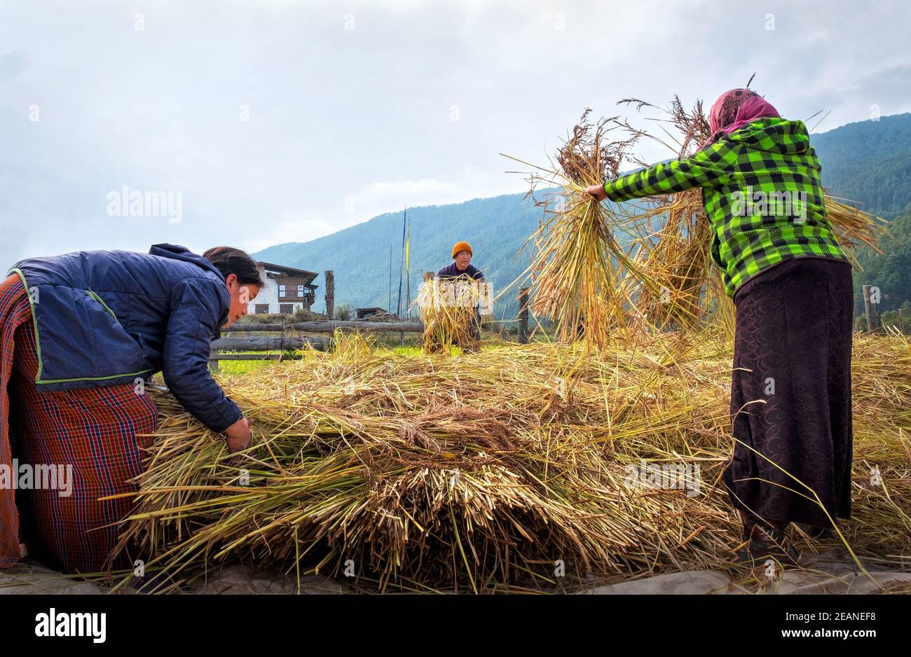 Récolte du riz et du blé, travailleurs sur le terrain, village de Bumthang, Bhoutan, Asie Banque D'Images