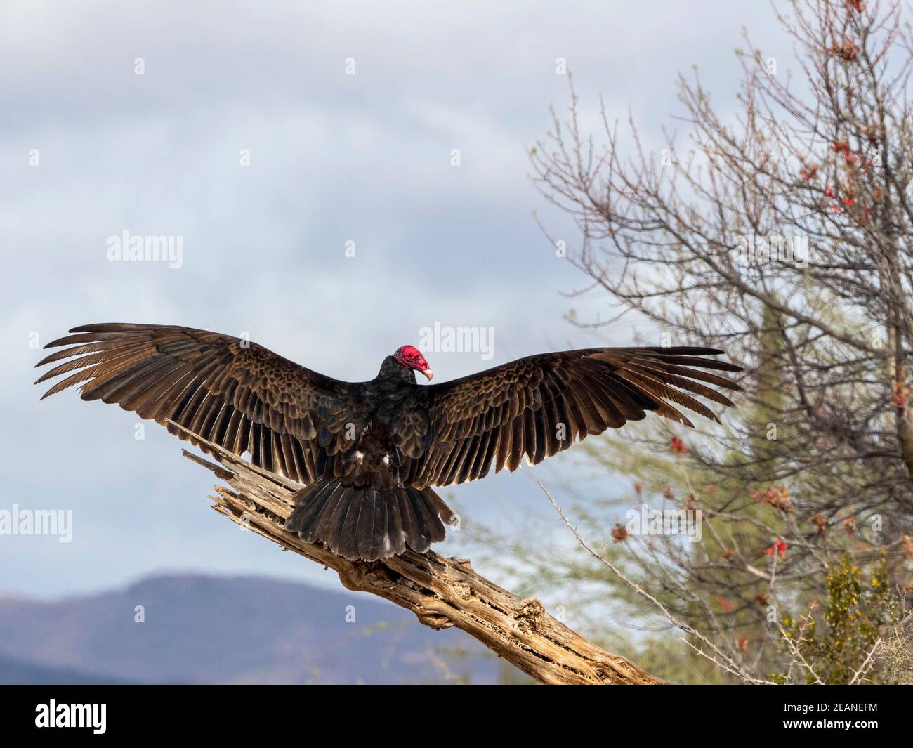 Vautour de dinde adulte (Cathartes aura), séchage de ses ailes, Sierra San Francisco, Baja California sur, Mexique, Amérique du Nord Banque D'Images