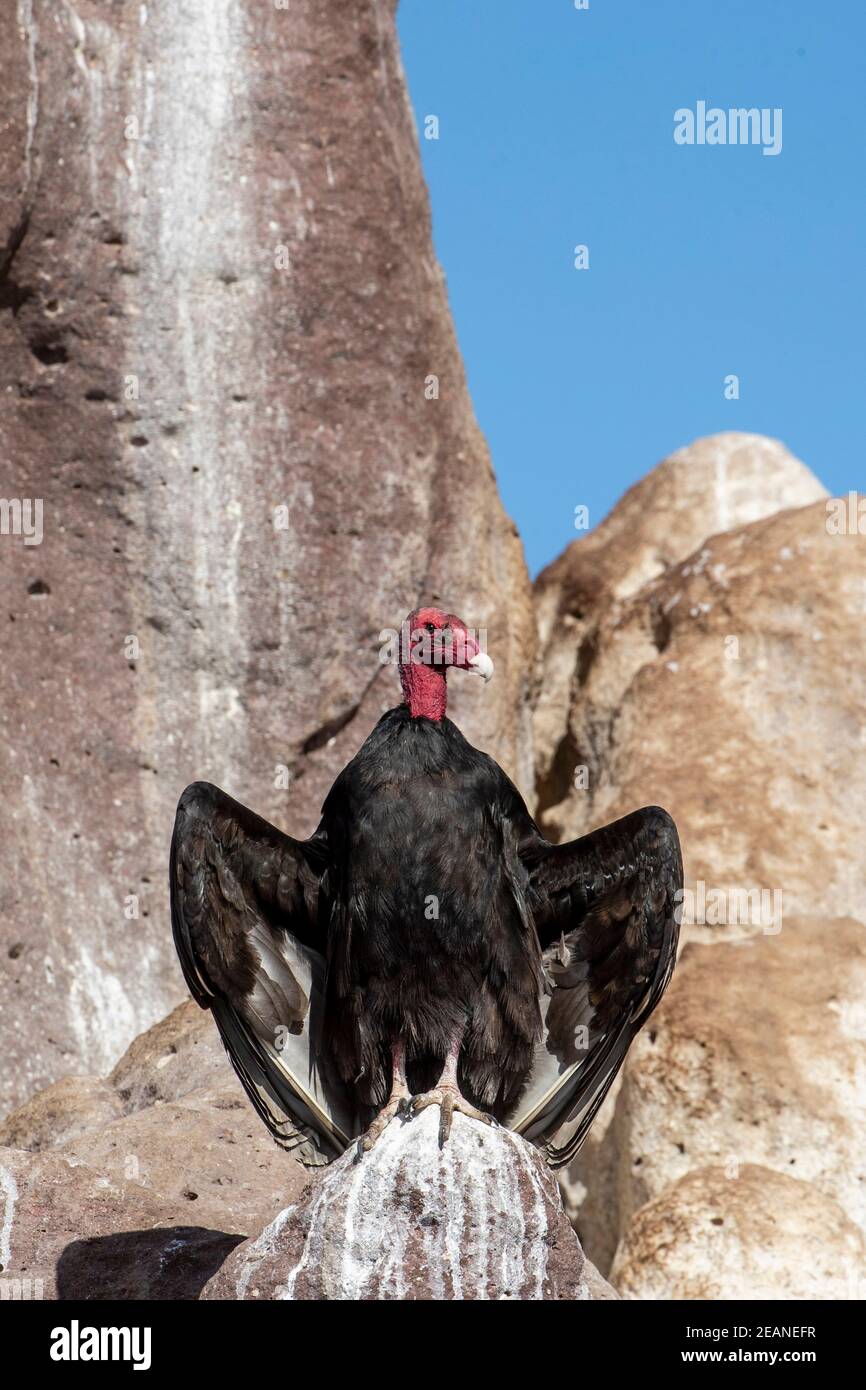 Vautour de dinde adulte (Cathartes aura), à Los Islotes, Baja California sur, Mexique, Amérique du Nord Banque D'Images