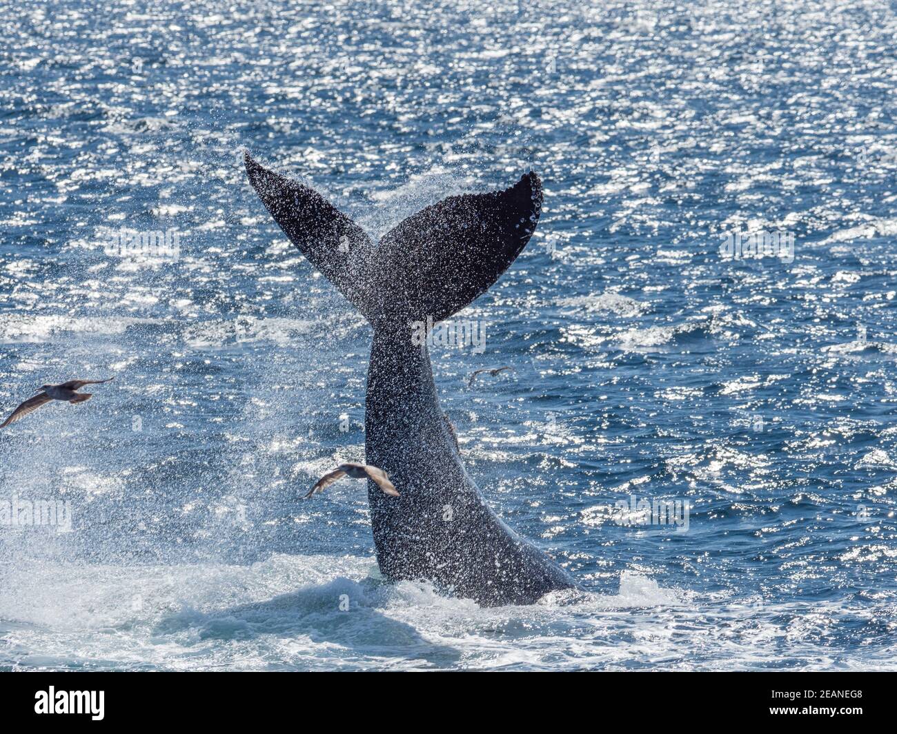Baleine à bosse adulte (Megaptera novaeangliae), lobbing à la queue, Gorda Banks, Baja California sur, Mexique, Amérique du Nord Banque D'Images