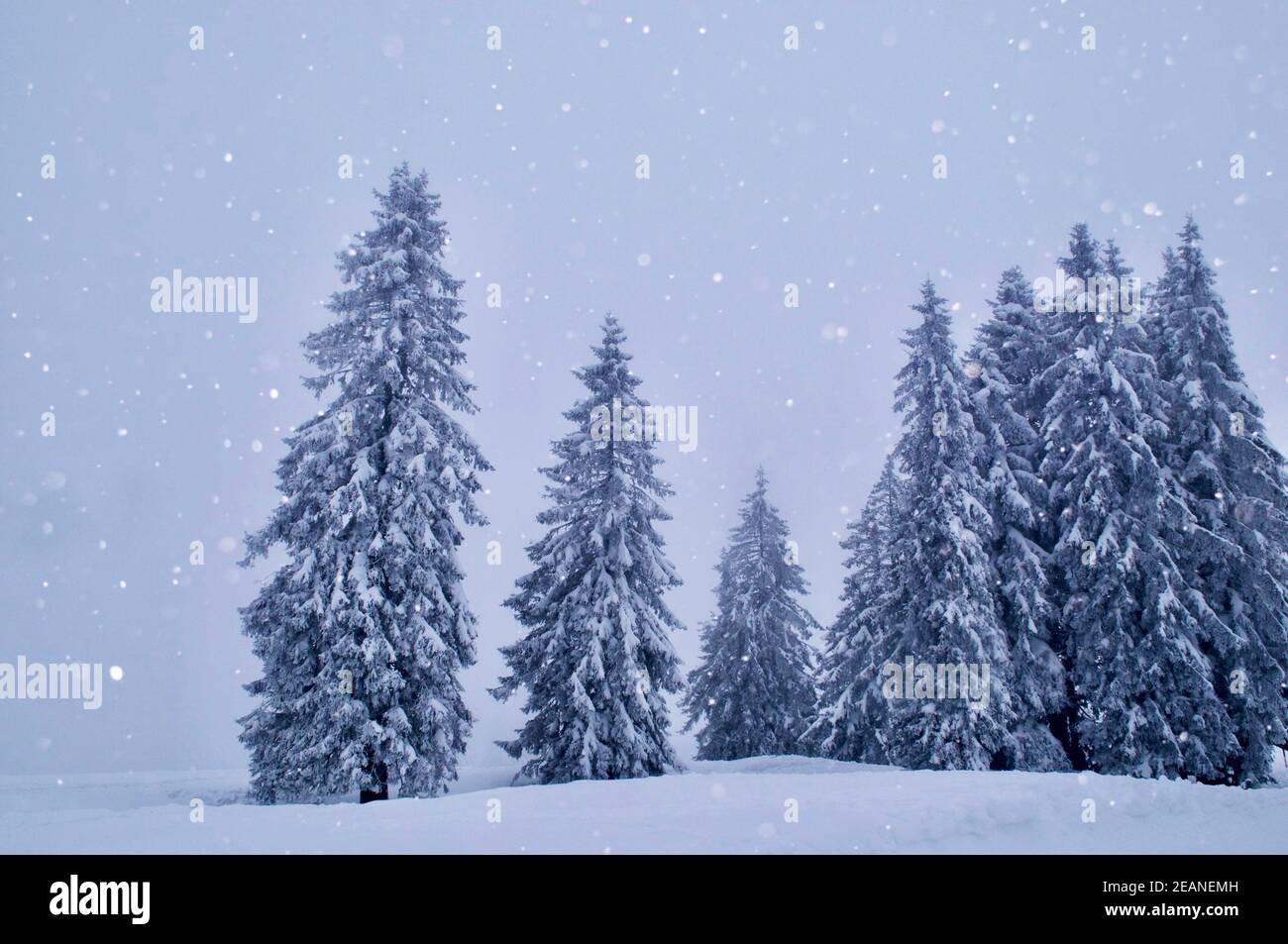 Paysage d'hiver xmas temps Banque D'Images