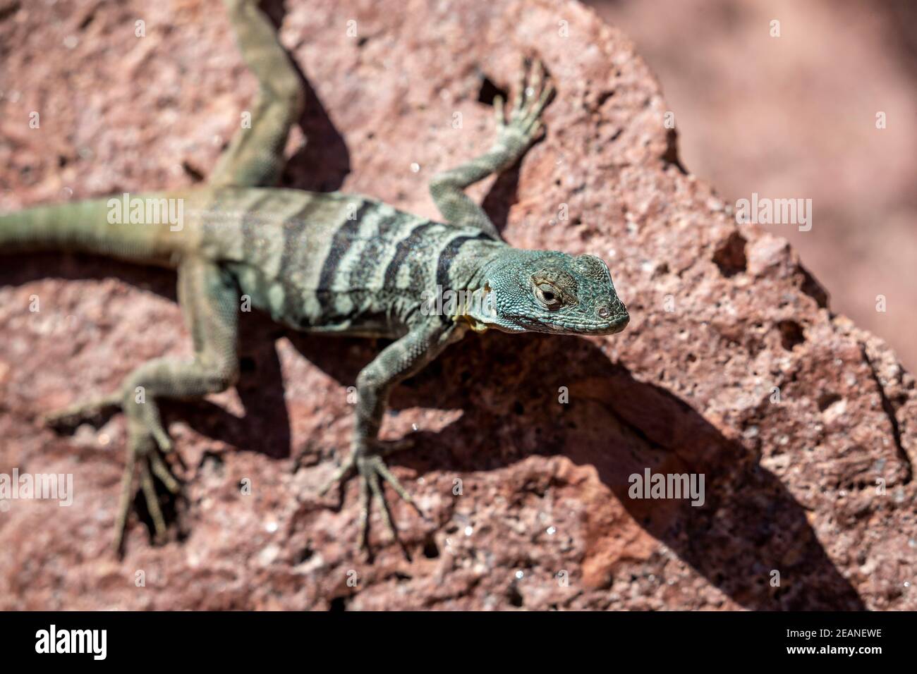 Adulte San Lucan Lizard rocailleux bagués (Petrosaurus thalassinus), Bahia Dispensa, Isla Espirituu Santo, Baja California sur, Mexique, Amérique du Nord Banque D'Images