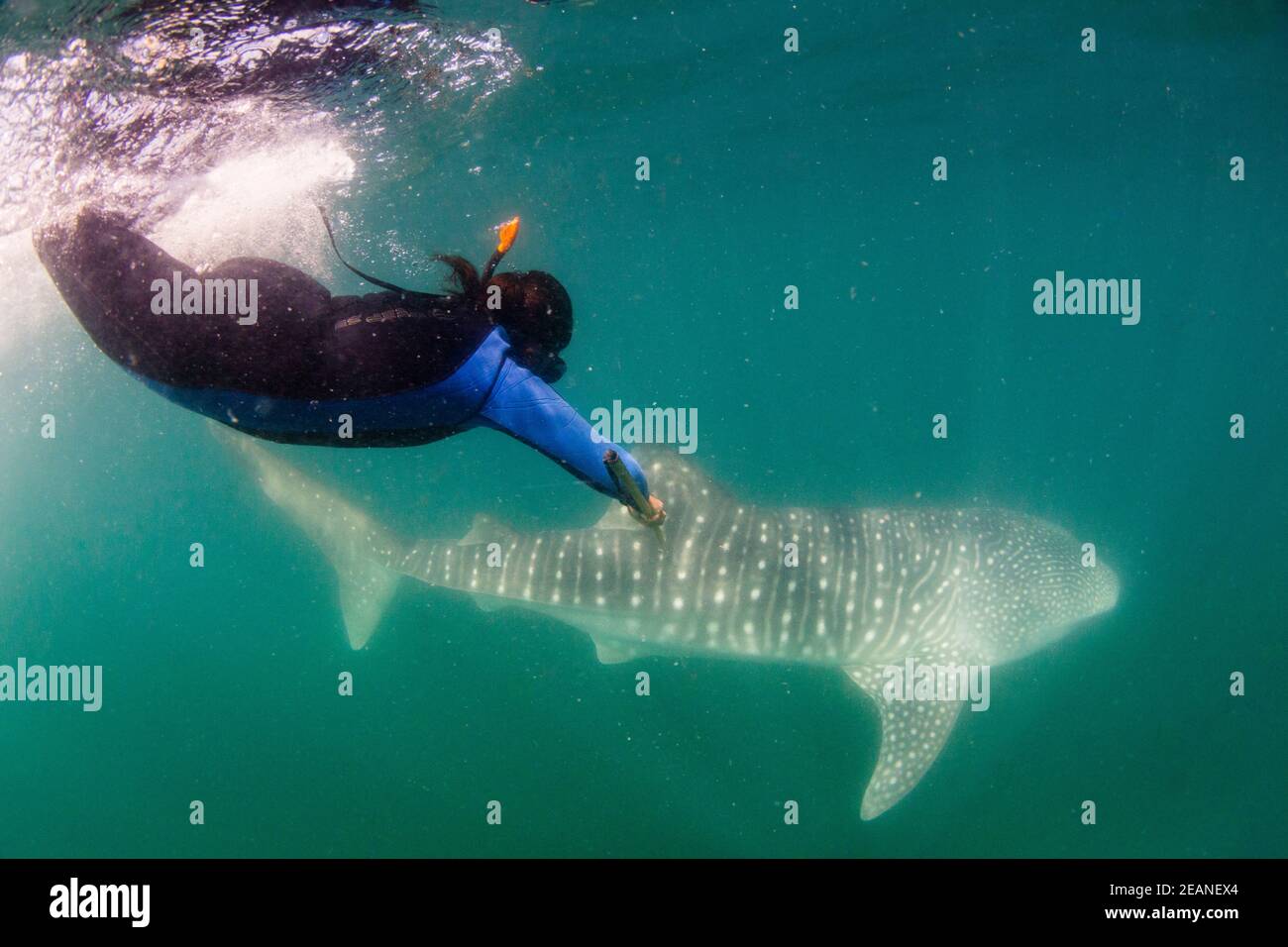 Le jeune requin-baleine (Rhincodon typus) est biopsié par un chercheur à El Mogote, Baja California sur, Mexique, Amérique du Nord Banque D'Images