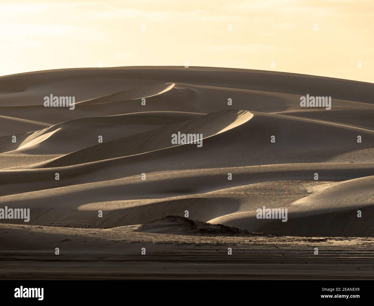 Dunes de sable barkhan balayées par le vent sur l'île-barrière de Isla Magdalena, Baja California sur, Mexique, Amérique du Nord Banque D'Images