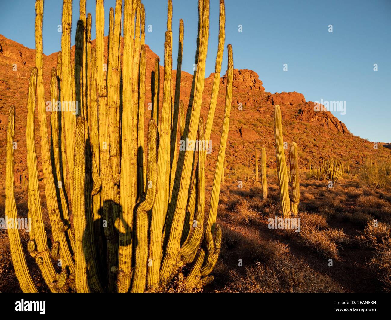 Cactus à pipe d'orgue (Stenocereus thurberi), Monument national de cactus à pipe d'orgue, désert de Sonoran, Arizona, États-Unis d'Amérique, Amérique du Nord Banque D'Images