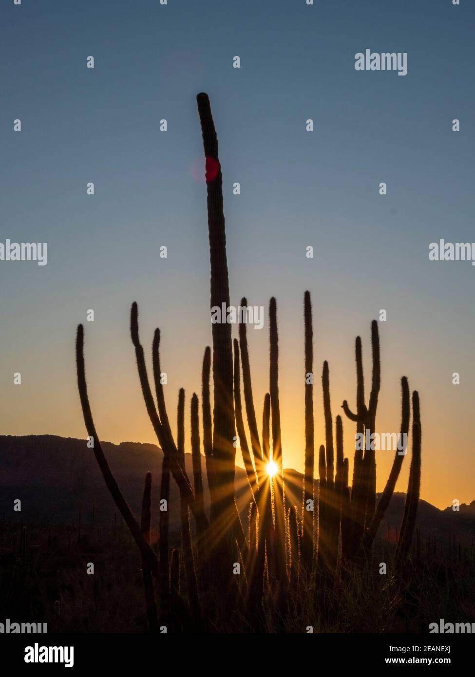 Cactus à pipe d'orgue (Stenocereus thurberi) au coucher du soleil, Monument national de cactus à pipe d'orgue, désert de Sonoran, Arizona, États-Unis d'Amérique Banque D'Images