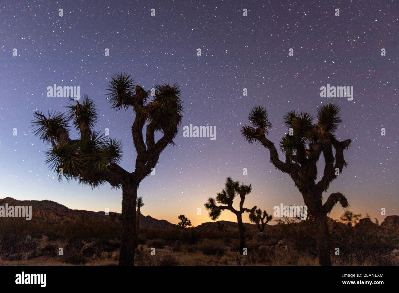 Joshua Tree (Yucca brevifolia), la nuit dans le parc national de Joshua Tree, désert de Mojave, Californie, États-Unis d'Amérique, Amérique du Nord Banque D'Images