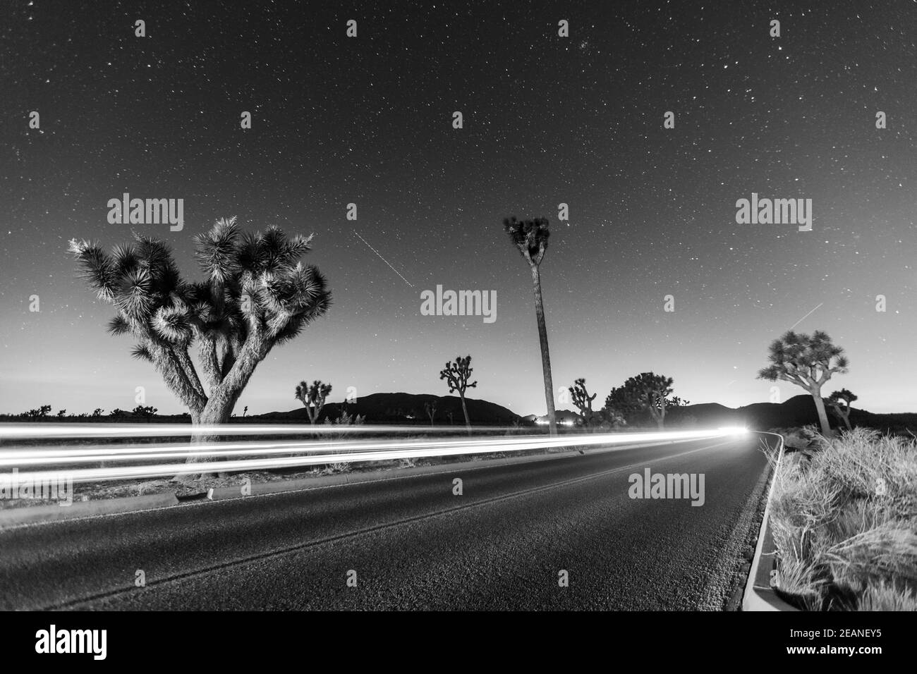 Joshua Tree (Yucca brevifolia), la nuit dans le parc national de Joshua Tree, désert de Mojave, Californie, États-Unis d'Amérique, Amérique du Nord Banque D'Images