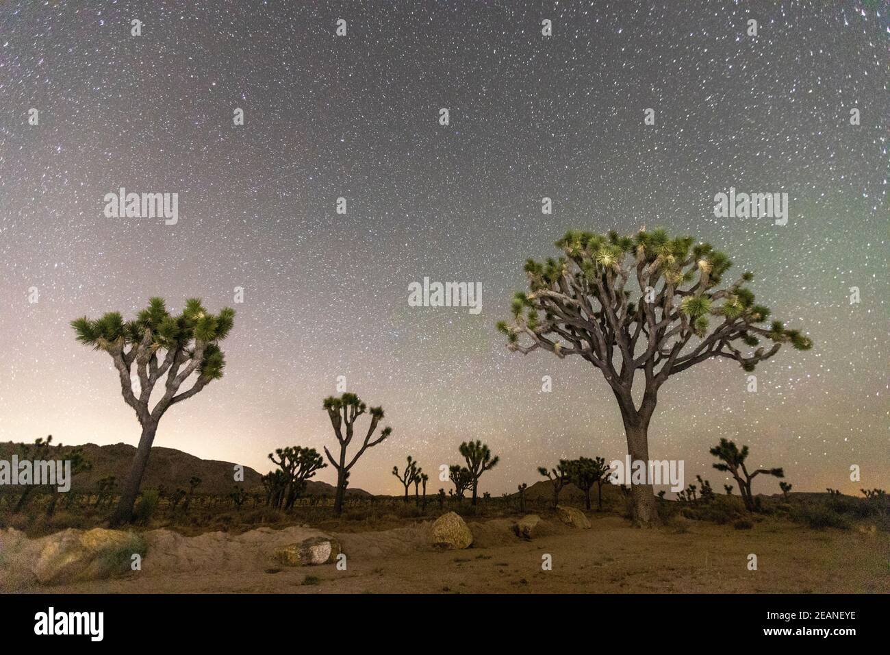 Joshua Tree (Yucca brevifolia), la nuit dans le parc national de Joshua Tree, désert de Mojave, Californie, États-Unis d'Amérique, Amérique du Nord Banque D'Images