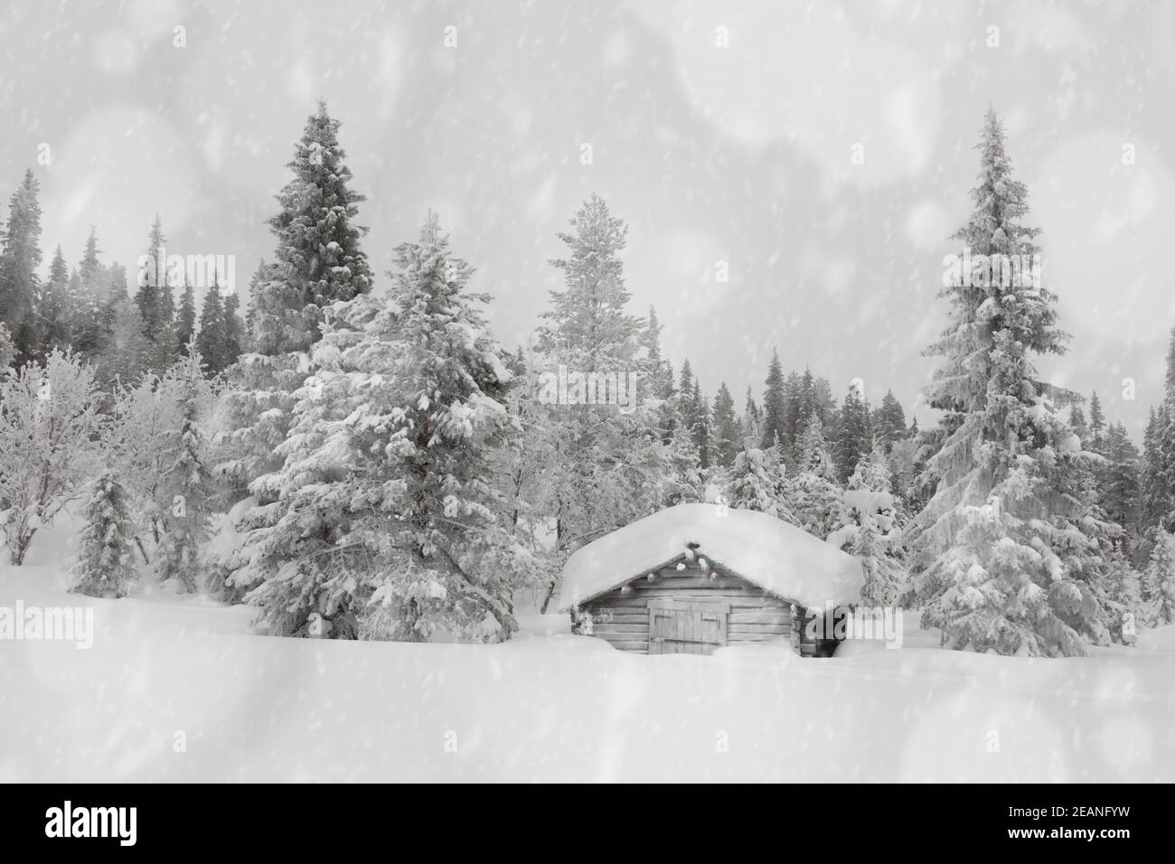 Flocons de neige tombant sur une cabane en bois traditionnelle dans la forêt enneigée, Laponie, Finlande, Europe Banque D'Images