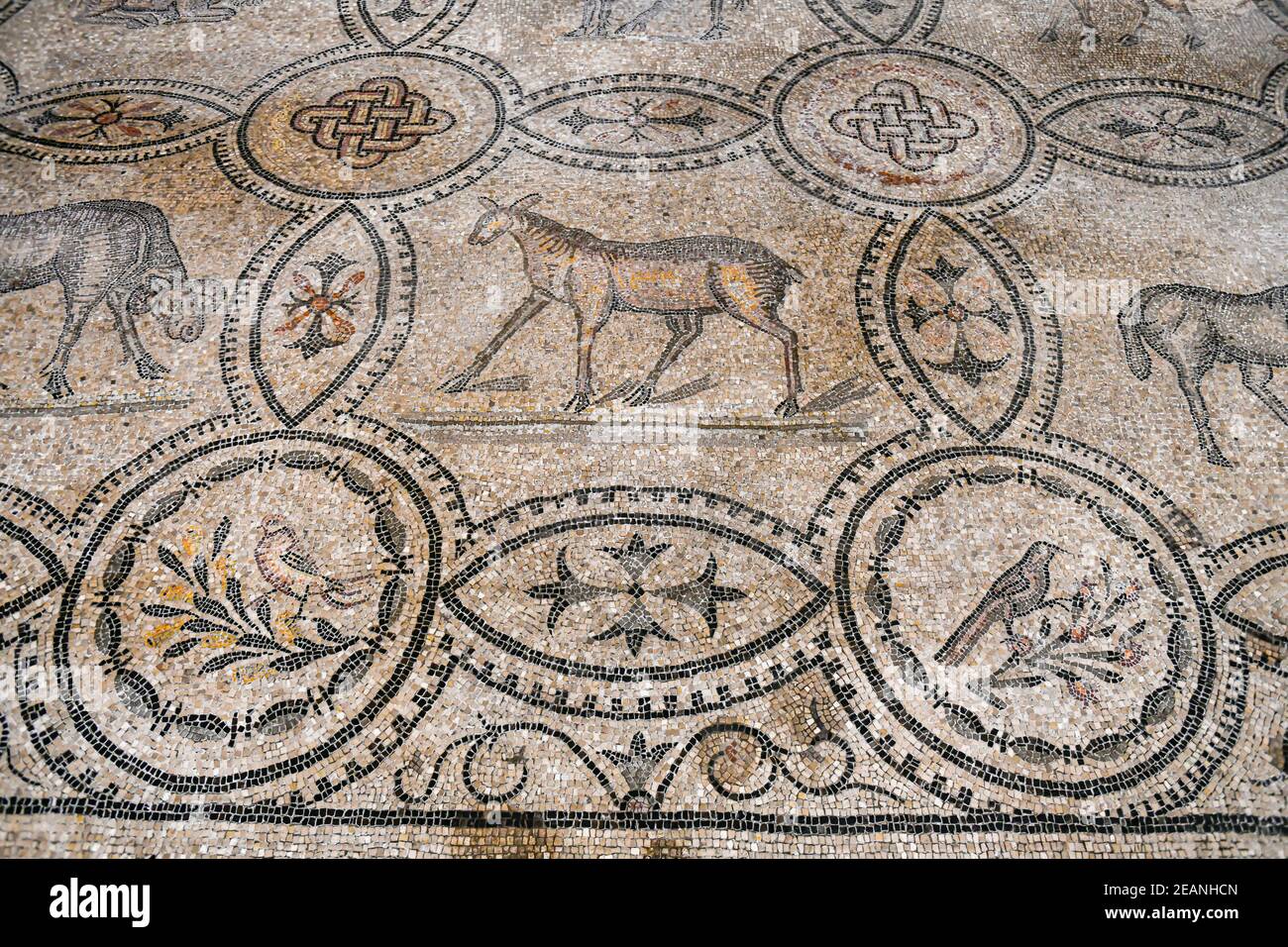 Intérieur de la cathédrale avec le pavé de mosaïque, site classé au patrimoine mondial de l'UNESCO, Aquileia, Udine, Friuli-Venezia Giulia, Italie, Europe Banque D'Images