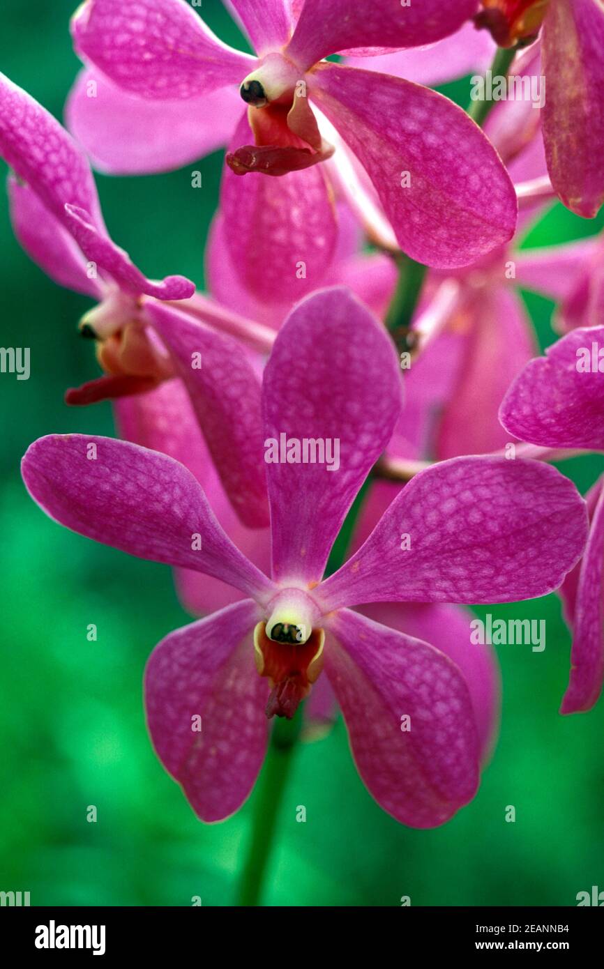 THAÏLANDE KRABI FLEUR TROPICALE Banque D'Images