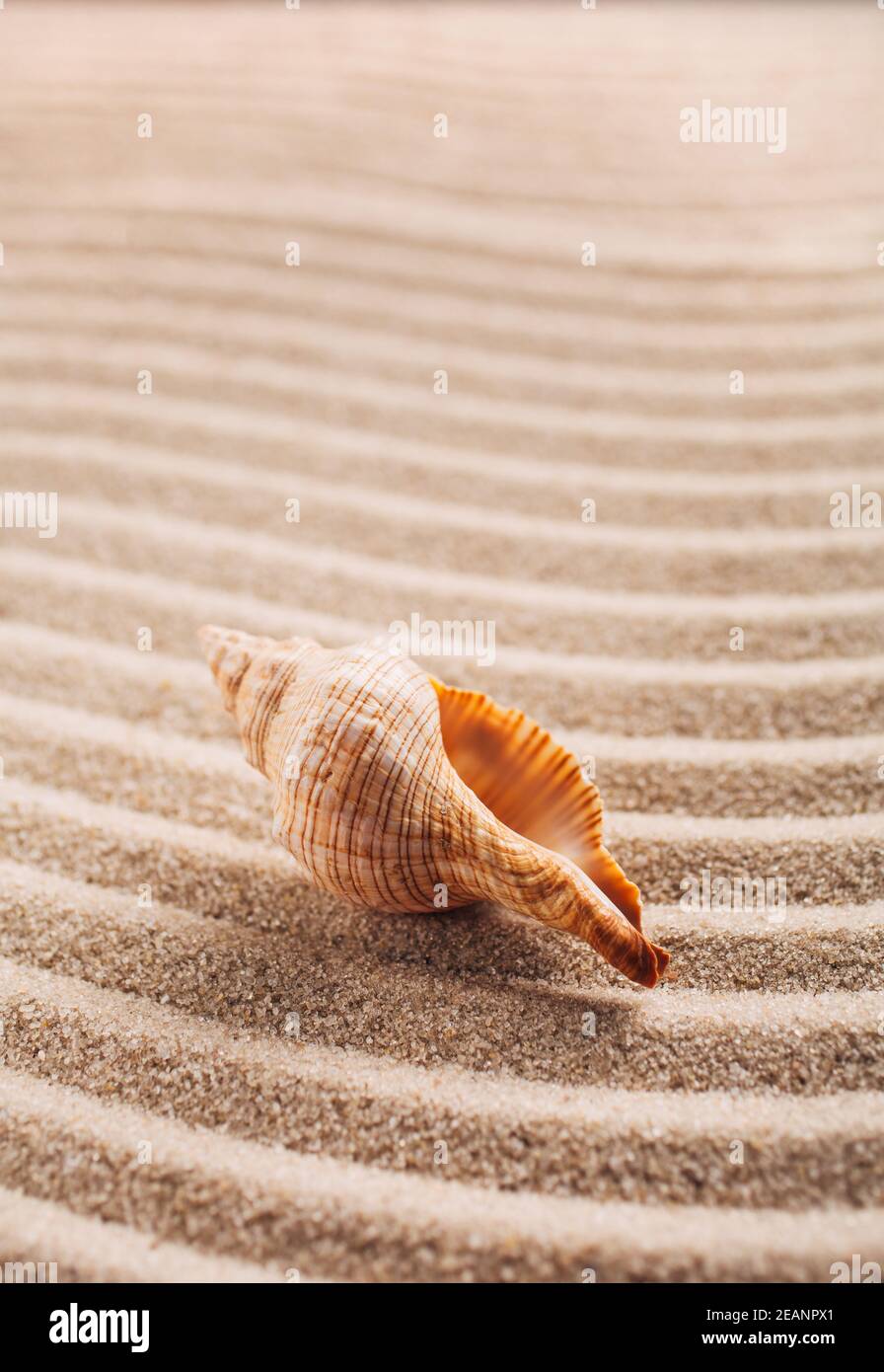 Coquillages sur le sable. Arrière-plan de la plage d'été. Gros plan. Placer pour le texte. Banque D'Images