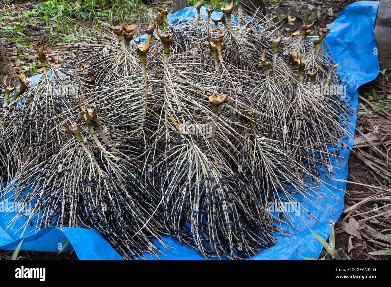 Des petits pains de baies d'acai frais sur toile bleue pendant la récolte dans la forêt amazonienne, au Brésil. Mise au point sélective. Alimentation, santé, environnement. Banque D'Images