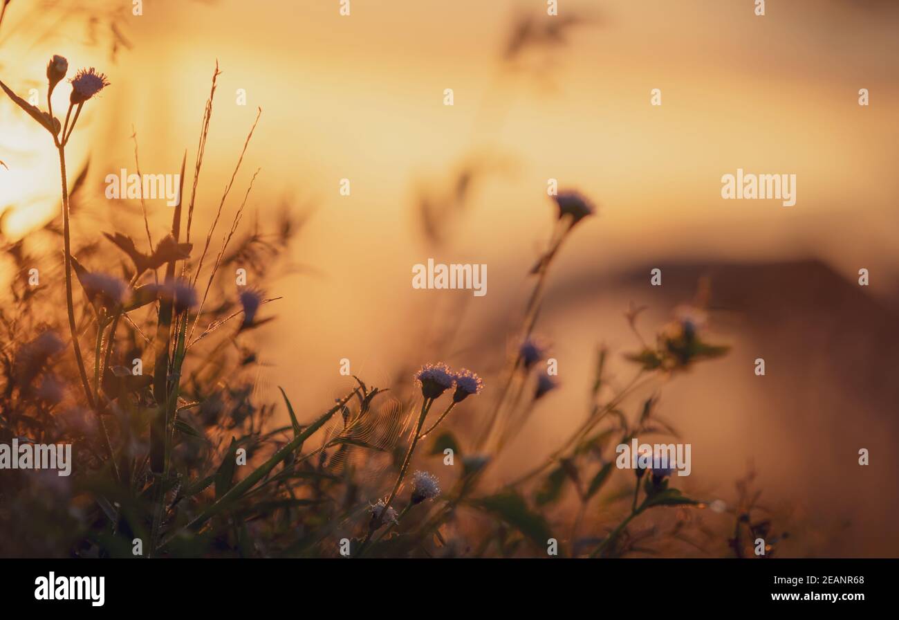 Mise au point sélective sur la fleur d'herbe et la toile d'araignée sur fond flou du ciel de lever de soleil orange. Fleurs d'herbe de prairie le matin avec lever de soleil doré. Champ d'herbe avec ciel de lever du soleil. Calme et tranquillité. Banque D'Images