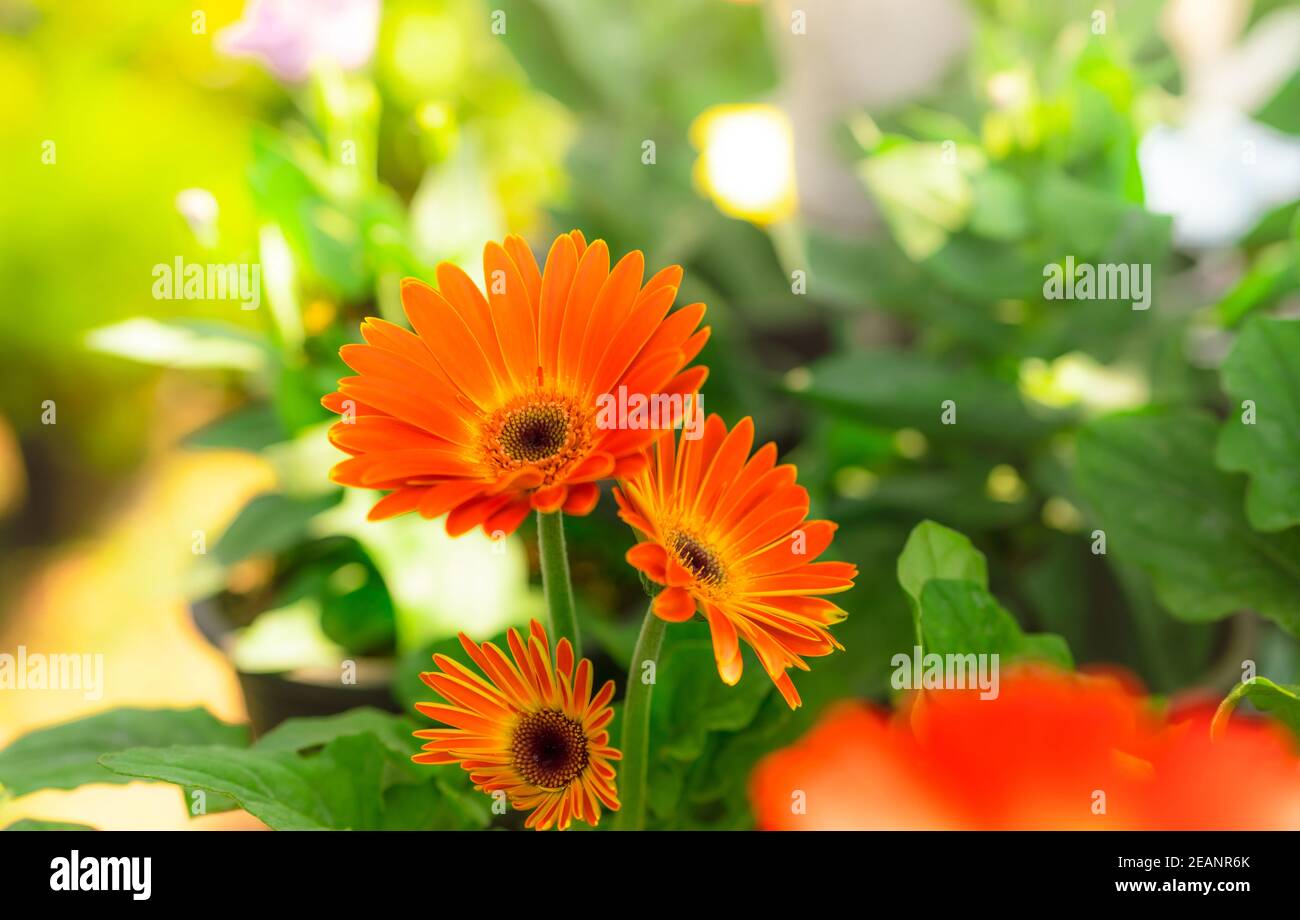 Fleur de gerbera orange sur fond flou de feuilles vertes dans le jardin. Plante de jardin décorative ou comme fleurs coupées. Pétales orange de gerbera doux. Jardin fleuri avec lumière du soleil le matin. Gros plan sur la nature. Banque D'Images