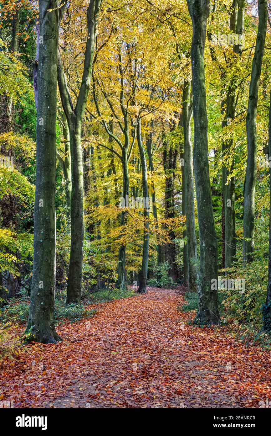 Sentier menant à travers les bois de hêtre, Basingstoke, Hampshire, Angleterre, Royaume-Uni, Europe Banque D'Images
