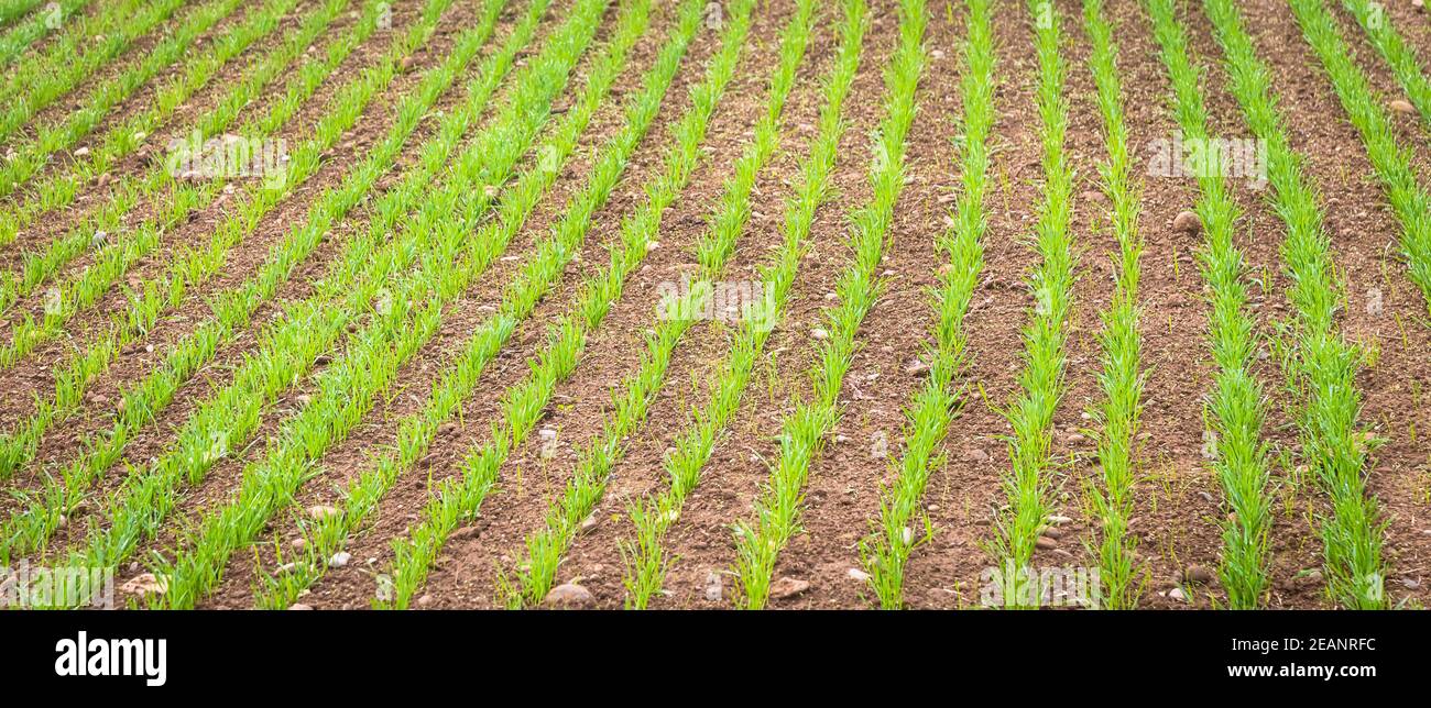 Environnement naturel. Détails sur les terres agricoles avec culture en pleine croissance. Banque D'Images