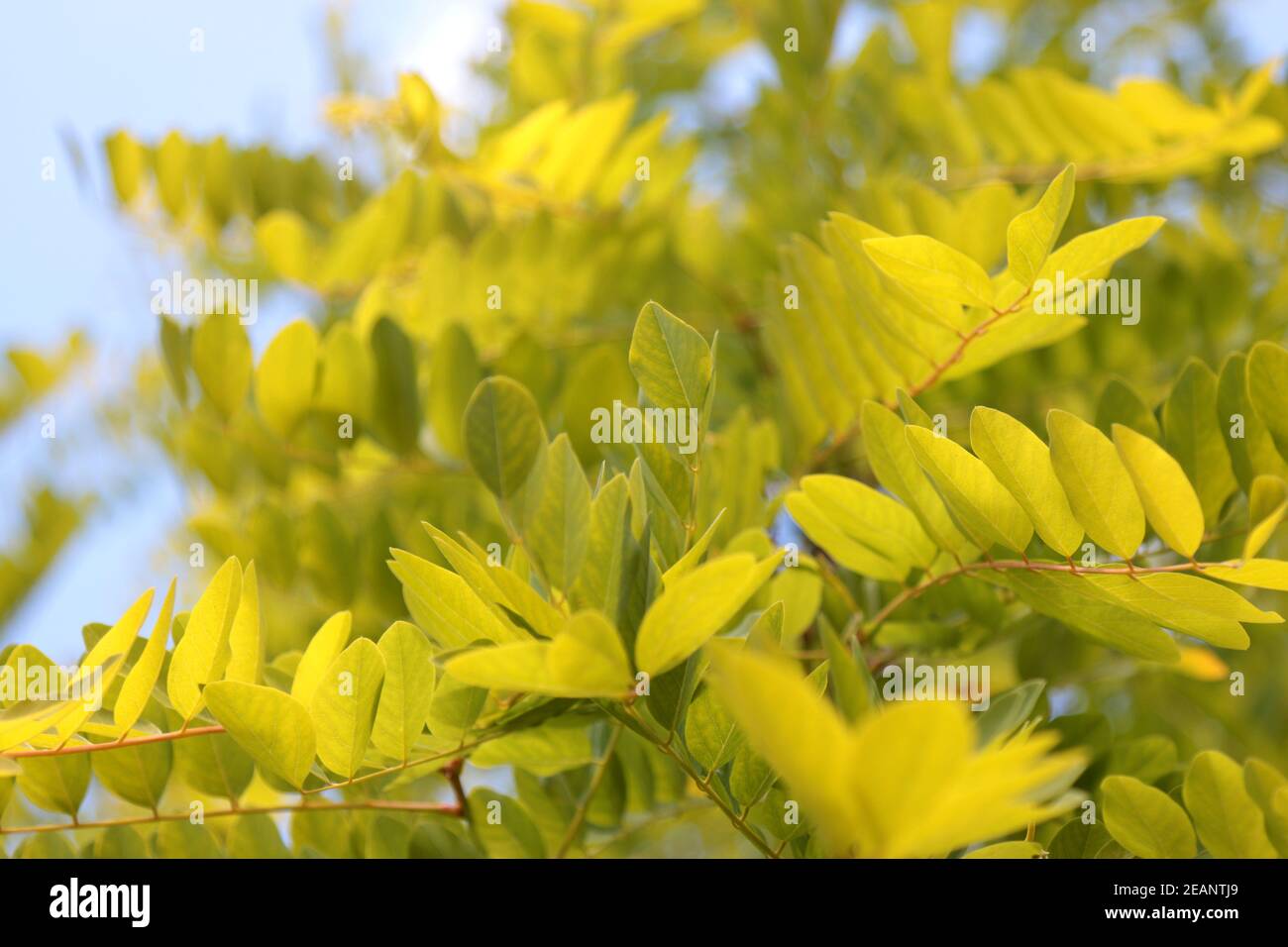 Feuilles d'acacia au soleil. Banque D'Images