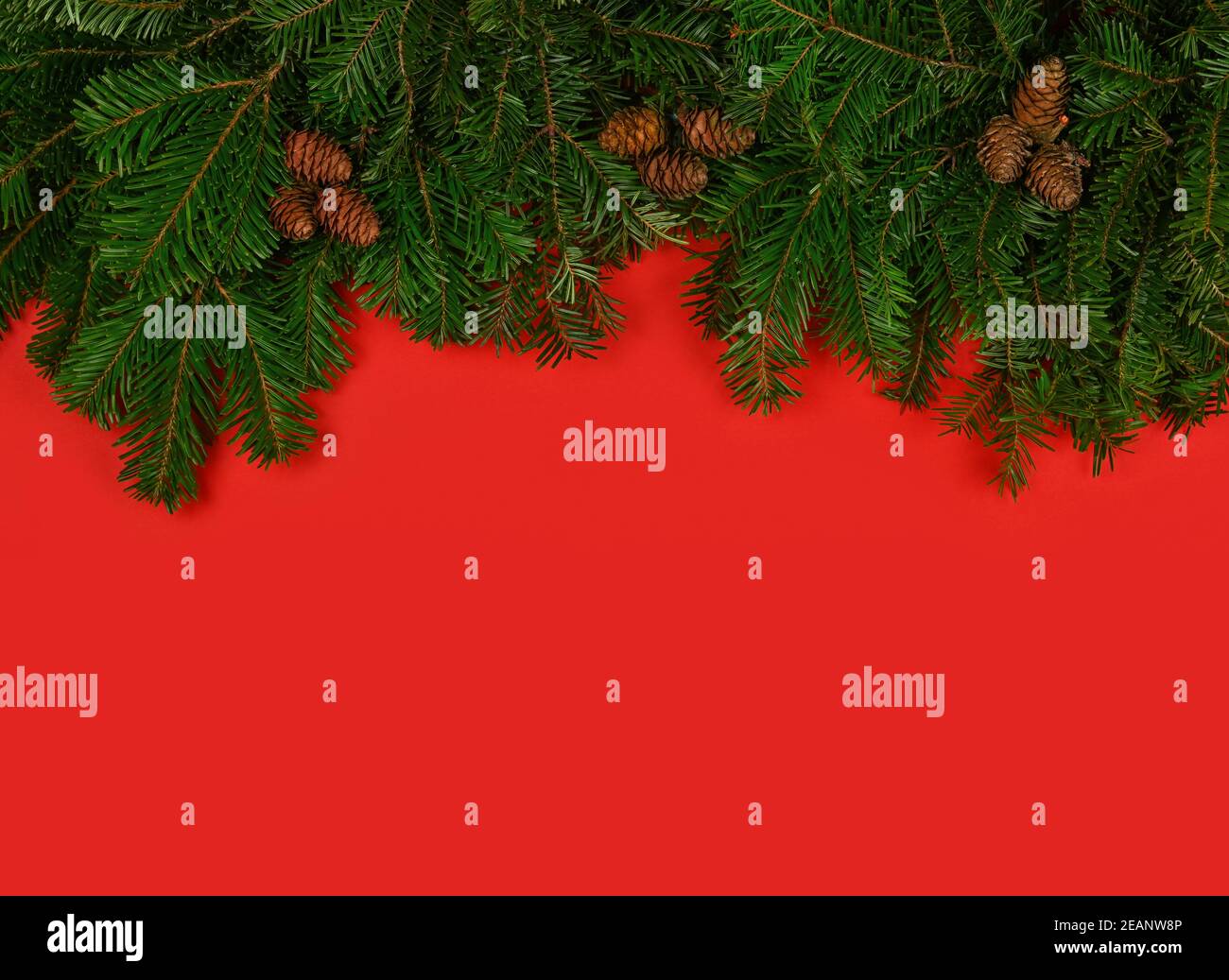 Gros plan sur les branches d'arbre de Noël frais sur le rouge Banque D'Images