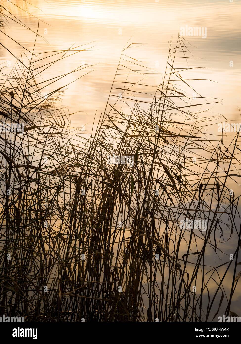 Roseaux sur le lac Neusiedlersee à Burgenland au coucher du soleil Banque D'Images