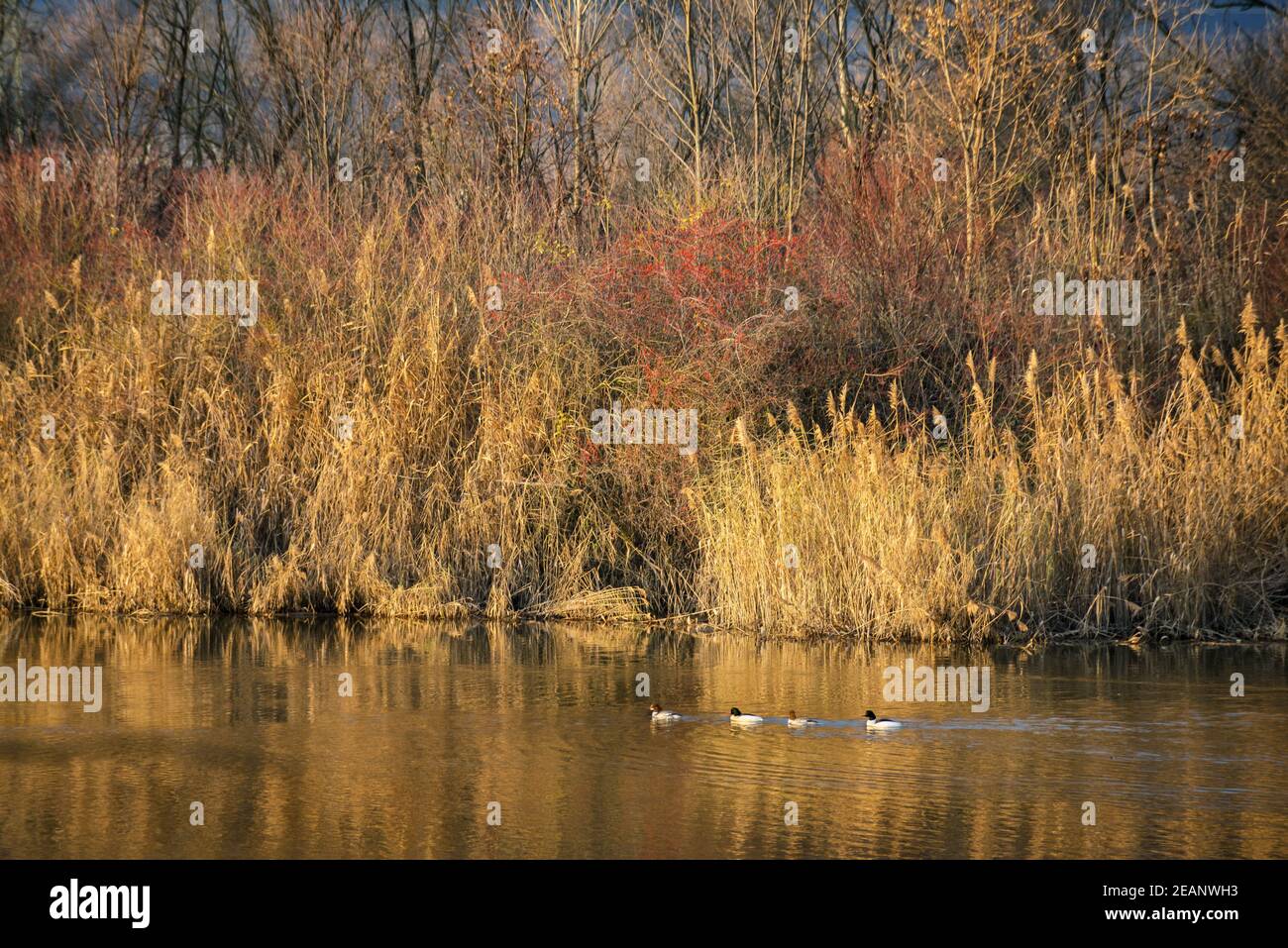 Silhouette de canards sur le lac neusiedlersee à burgenland Banque D'Images