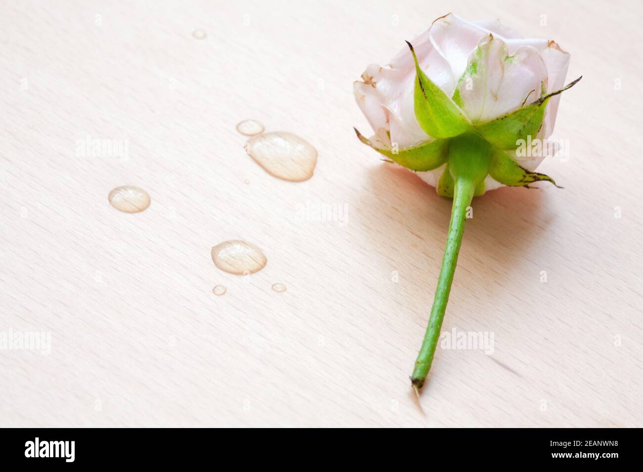 Rose rose et gouttes d'eau sur un fond de bois Banque D'Images
