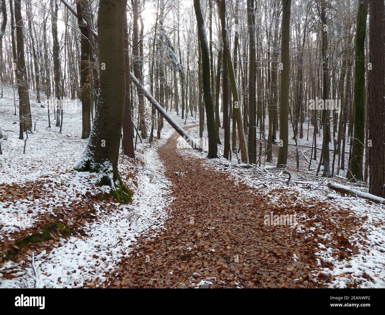 promenade d'hiver dans le bois Banque D'Images