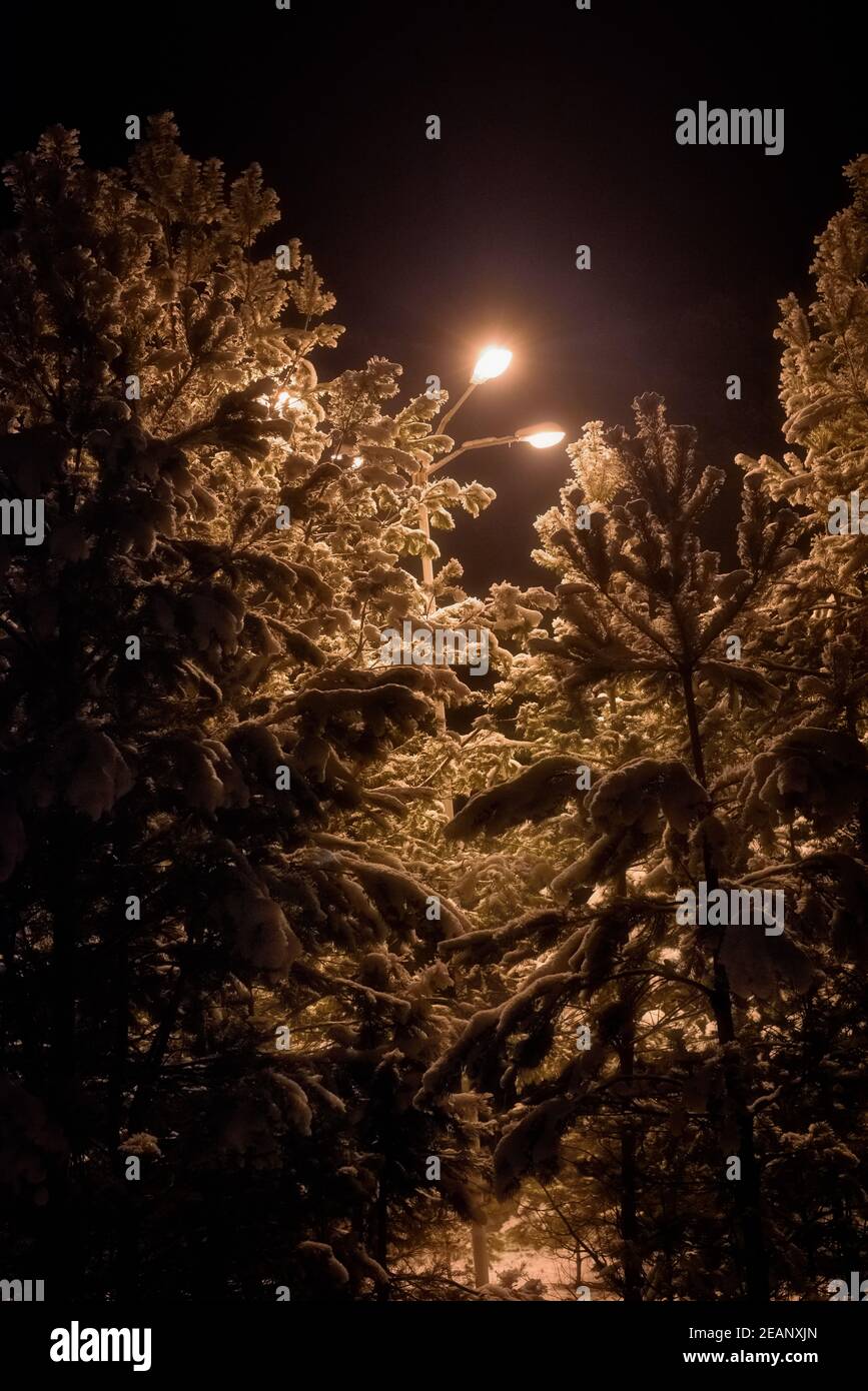 sapins enneigés la nuit, illuminés par la lumière d'un lampadaire Banque D'Images