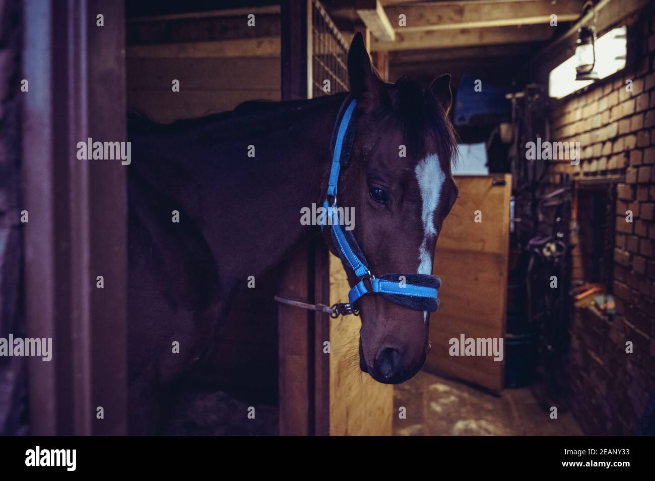 jeune cheval dans l'écurie Banque D'Images