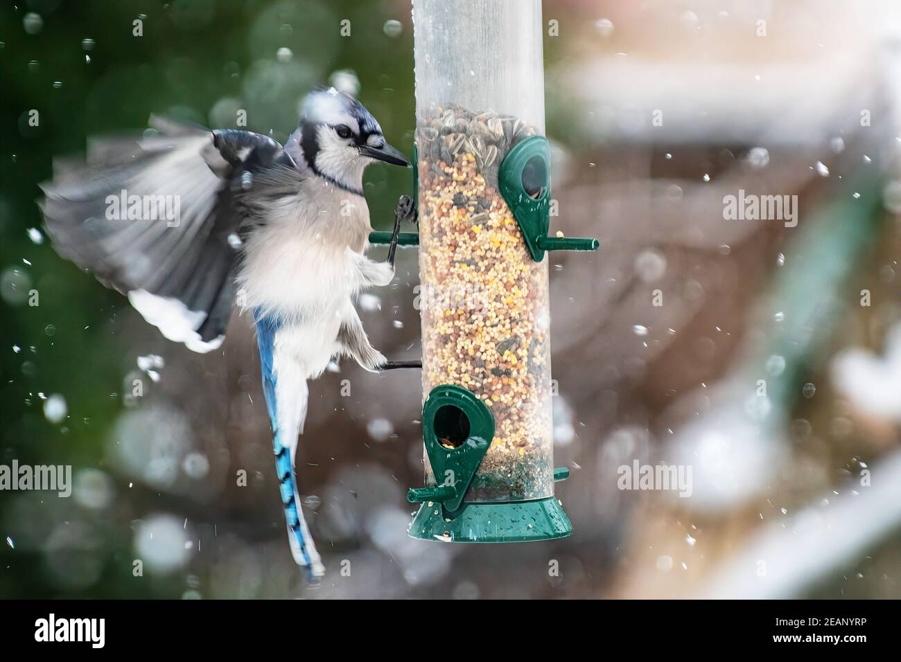 Geai bleu au mangeoire à oiseaux d'hiver Banque D'Images