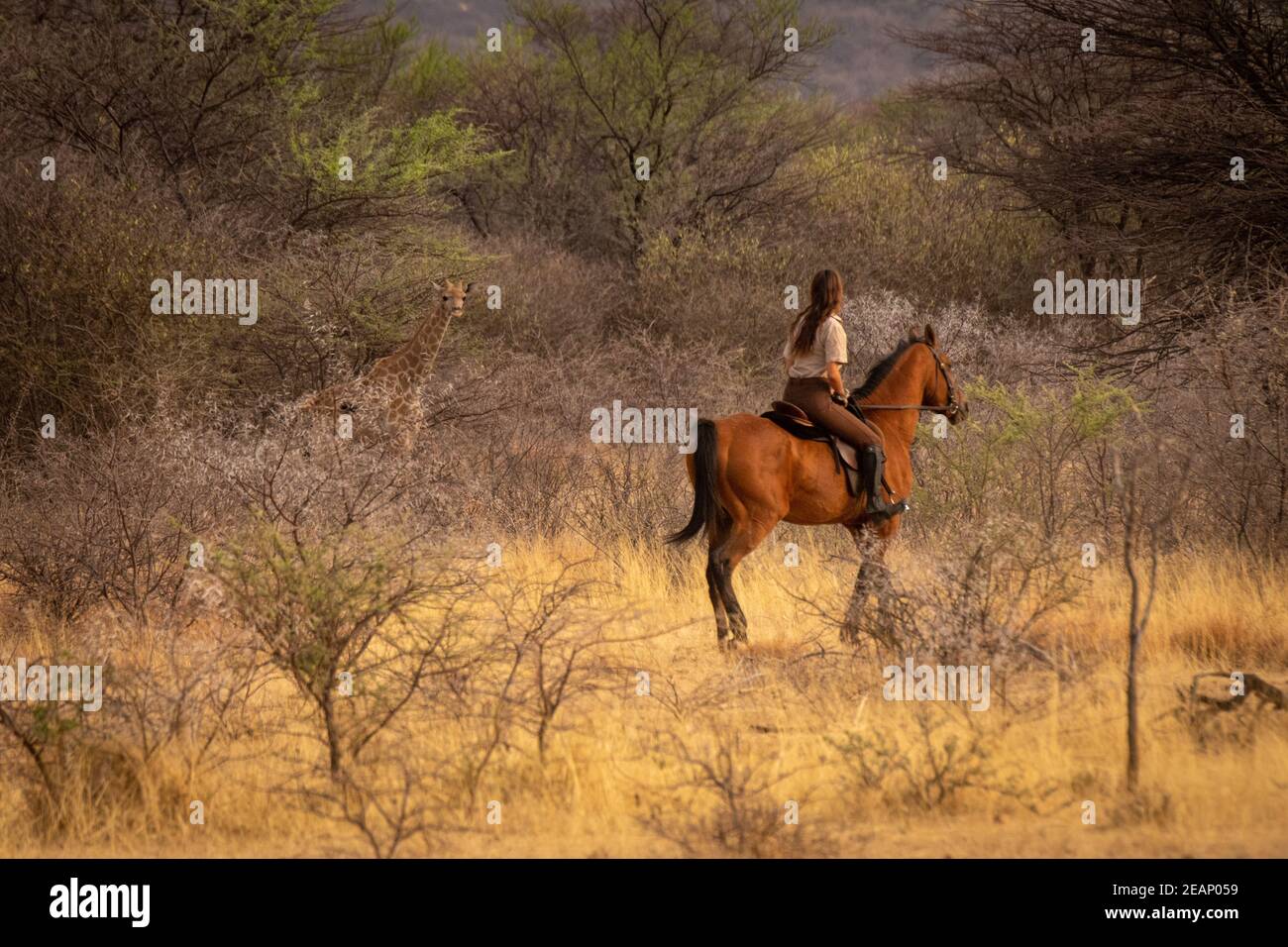 Brunette à cheval montres jeune girafe du sud Banque D'Images