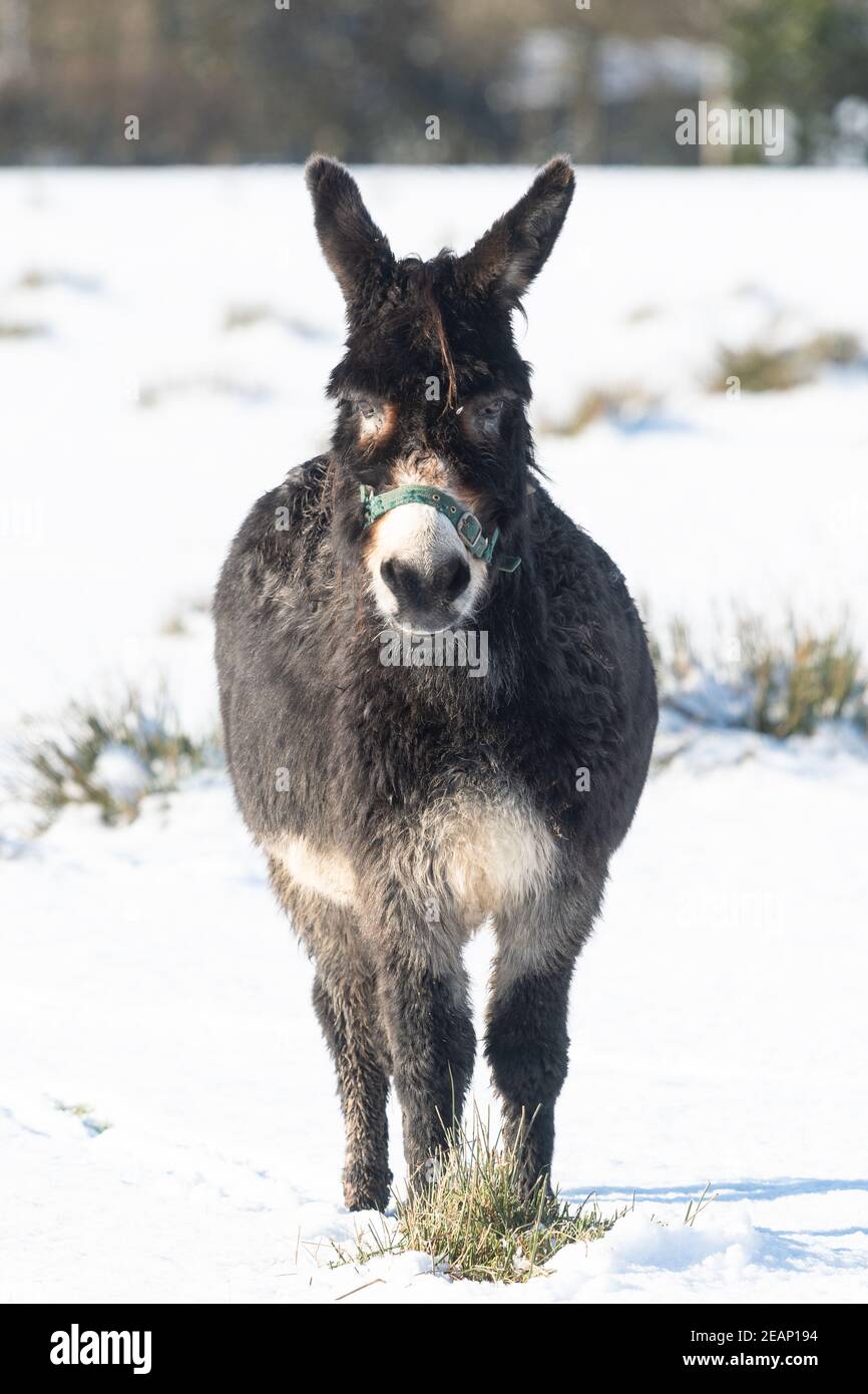 Gartness, Stirling, Écosse, Royaume-Uni. 10 février 2021. Météo au Royaume-Uni - un âne semble légèrement impressionné debout dans un domaine de neige crédit: Kay Roxby/Alay Live News Banque D'Images